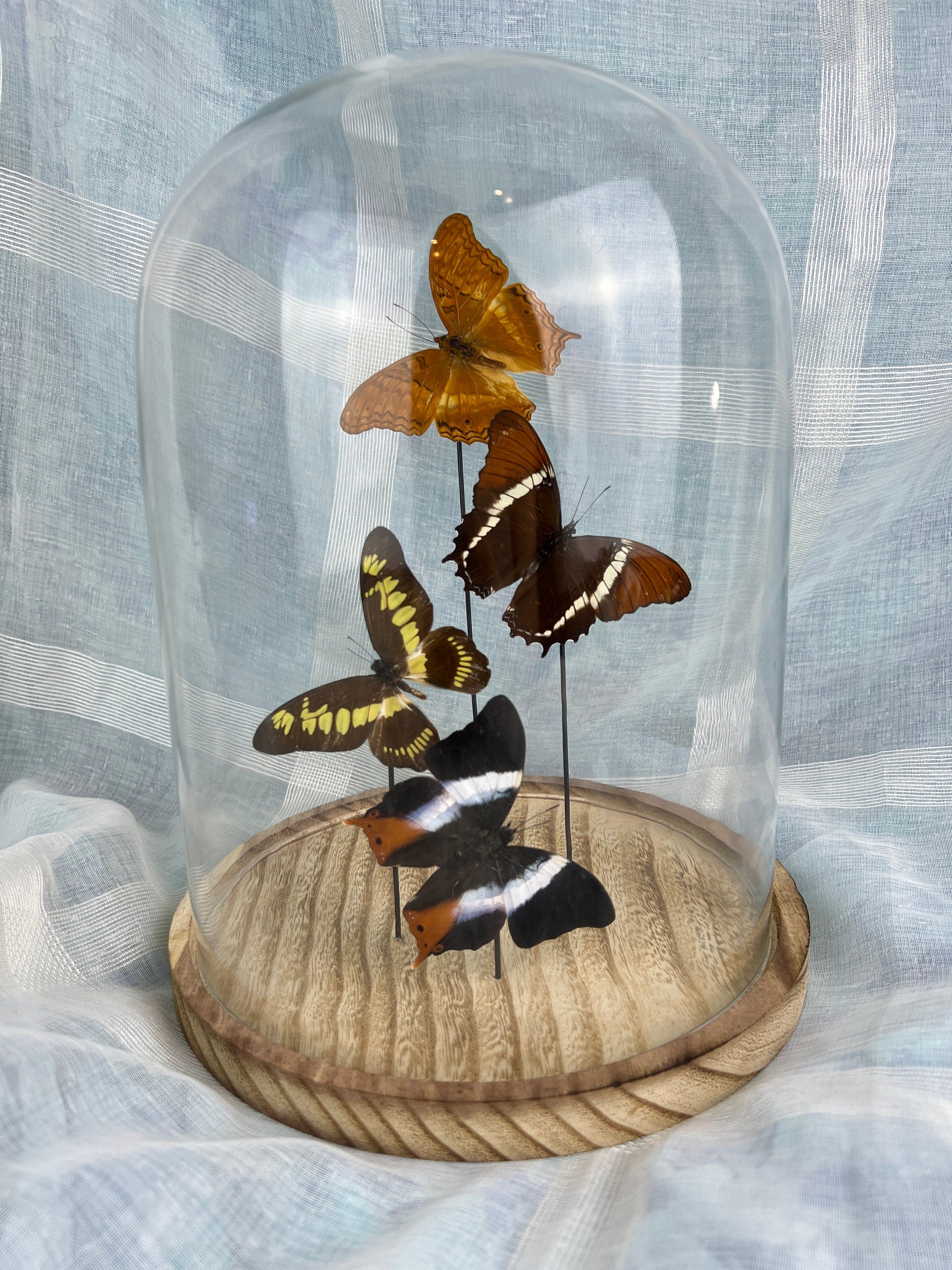 Mix vlinders in stolp