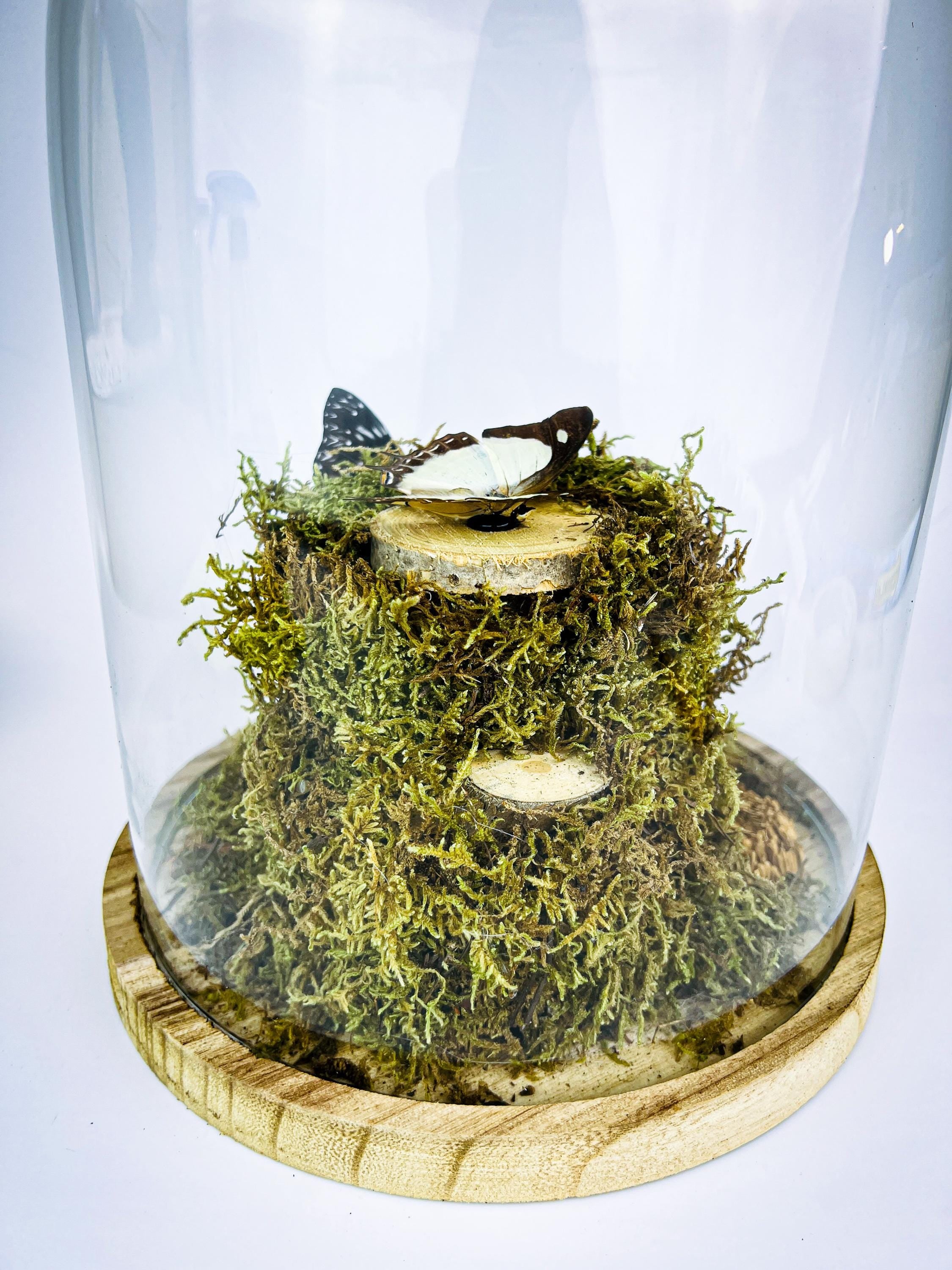 Polyura Athamas, Dichorragia Ninus en Hamadryas Amphinome in stolp