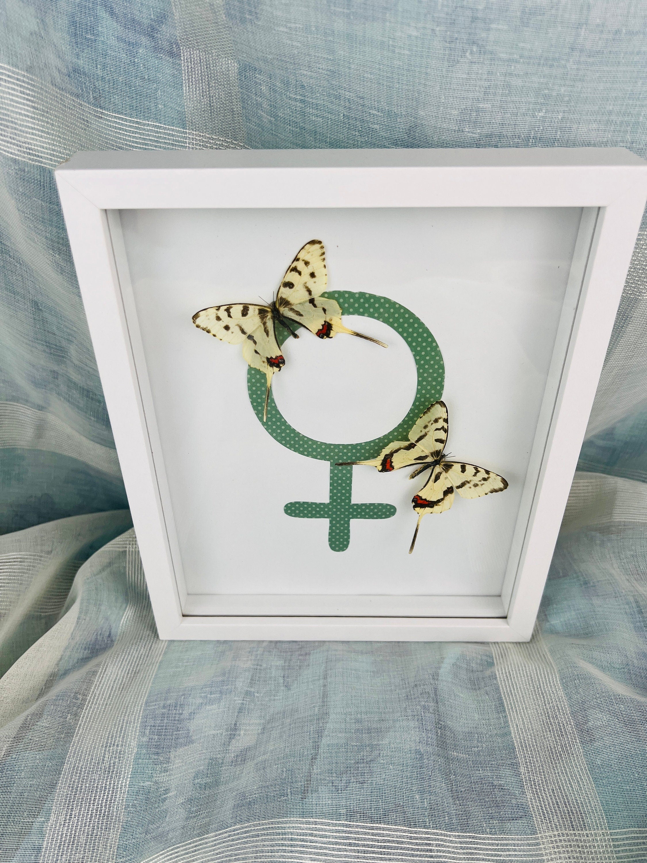 Sericinus Montela op venussymbool in lijst