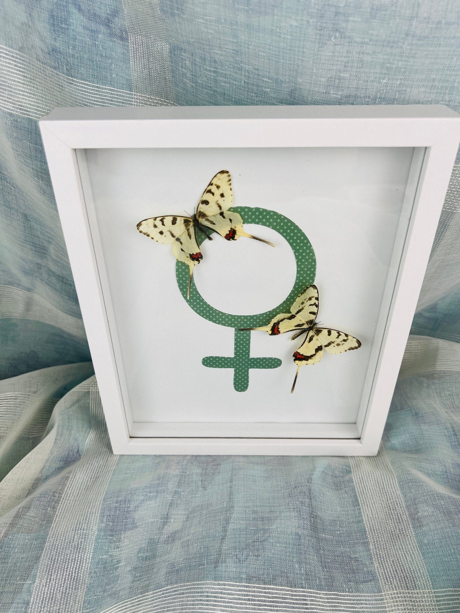 Sericinus Montela auf einem Venus-Symbol in einem Rahmen von KEY LIME STORE