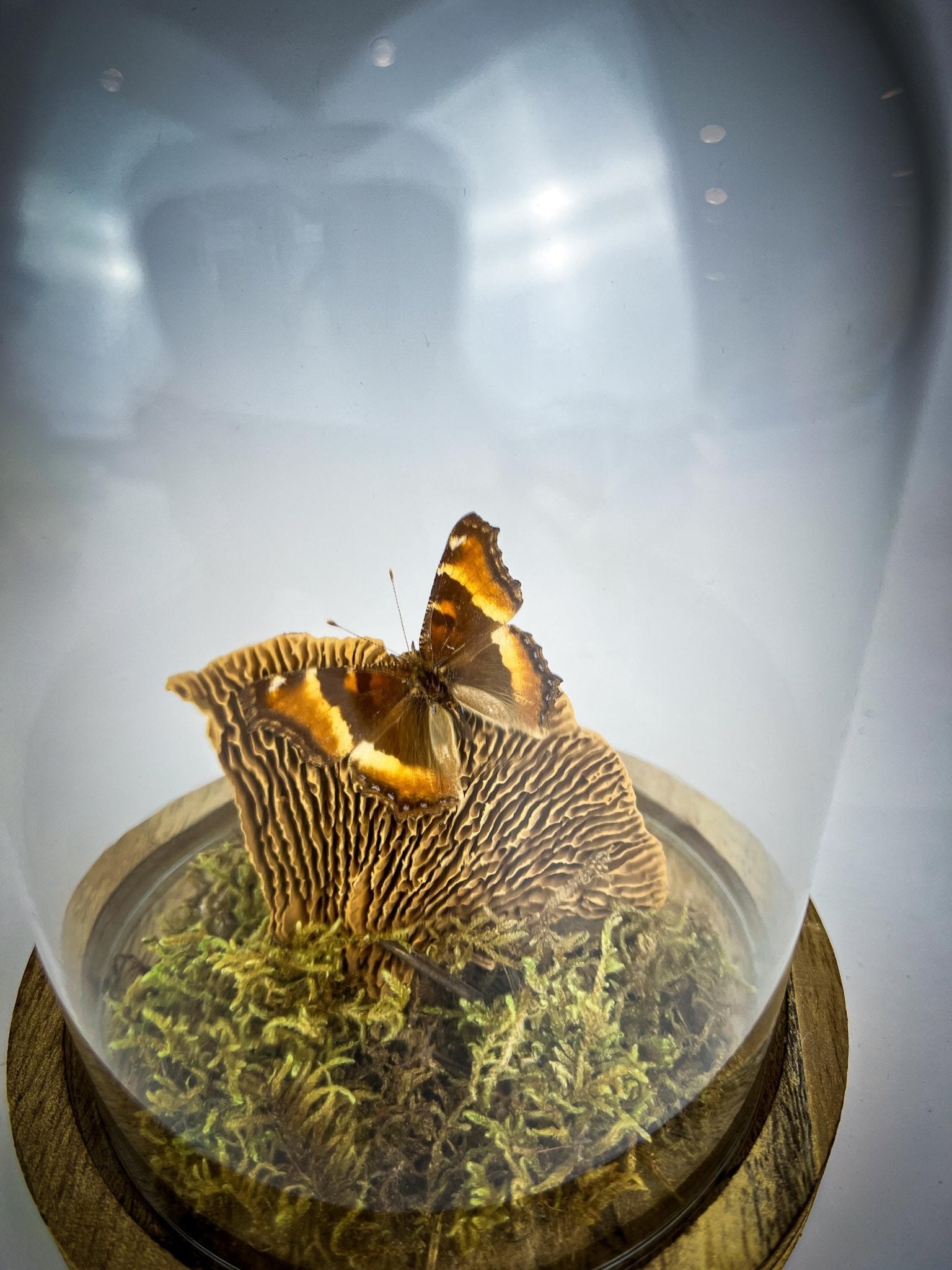 Aglais Milberti in stolp by KEY LIME STORE