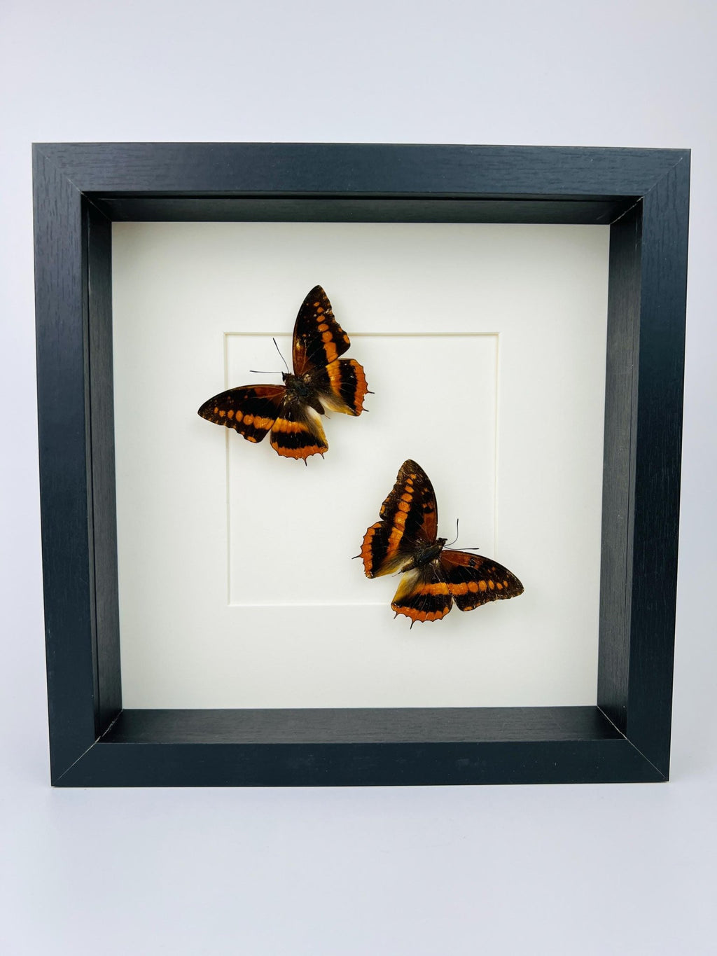 Charaxes Lucretia in einem Rahmen von KEY LIME STORE