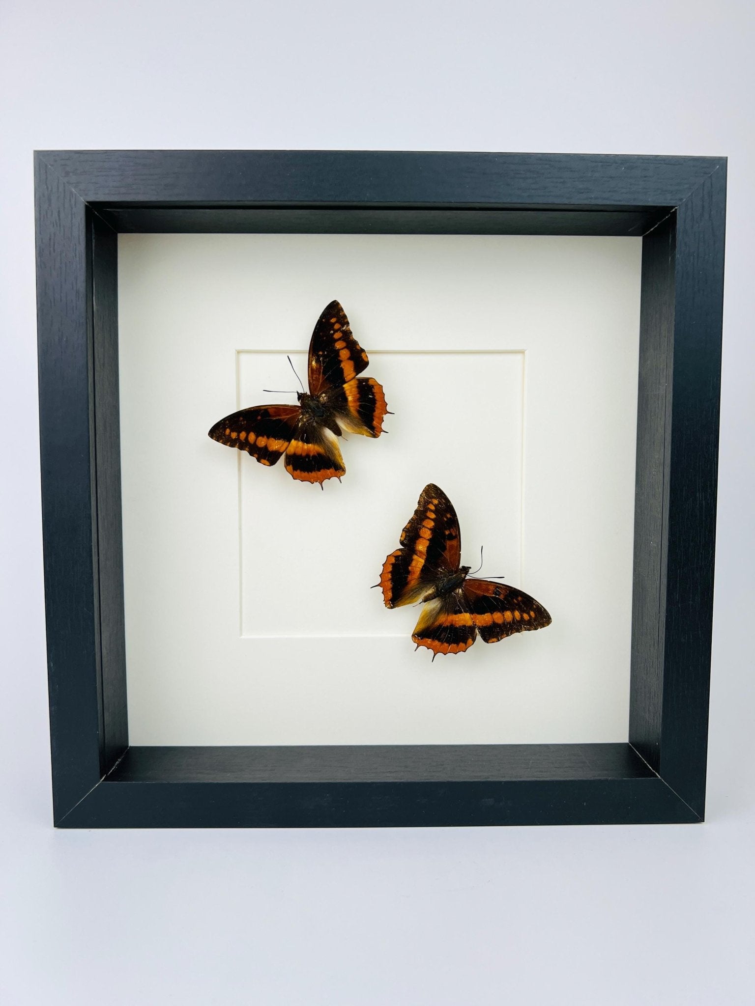 Charaxes Lucretia in einem Rahmen von KEY LIME STORE