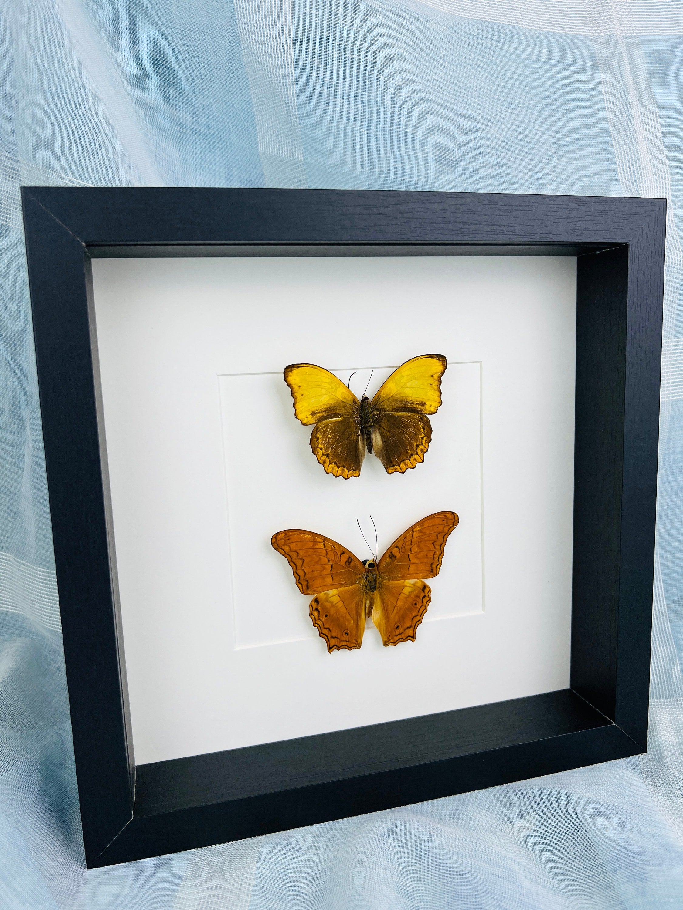 Cymothoe Haynac und Vindula Erota in einem Rahmen