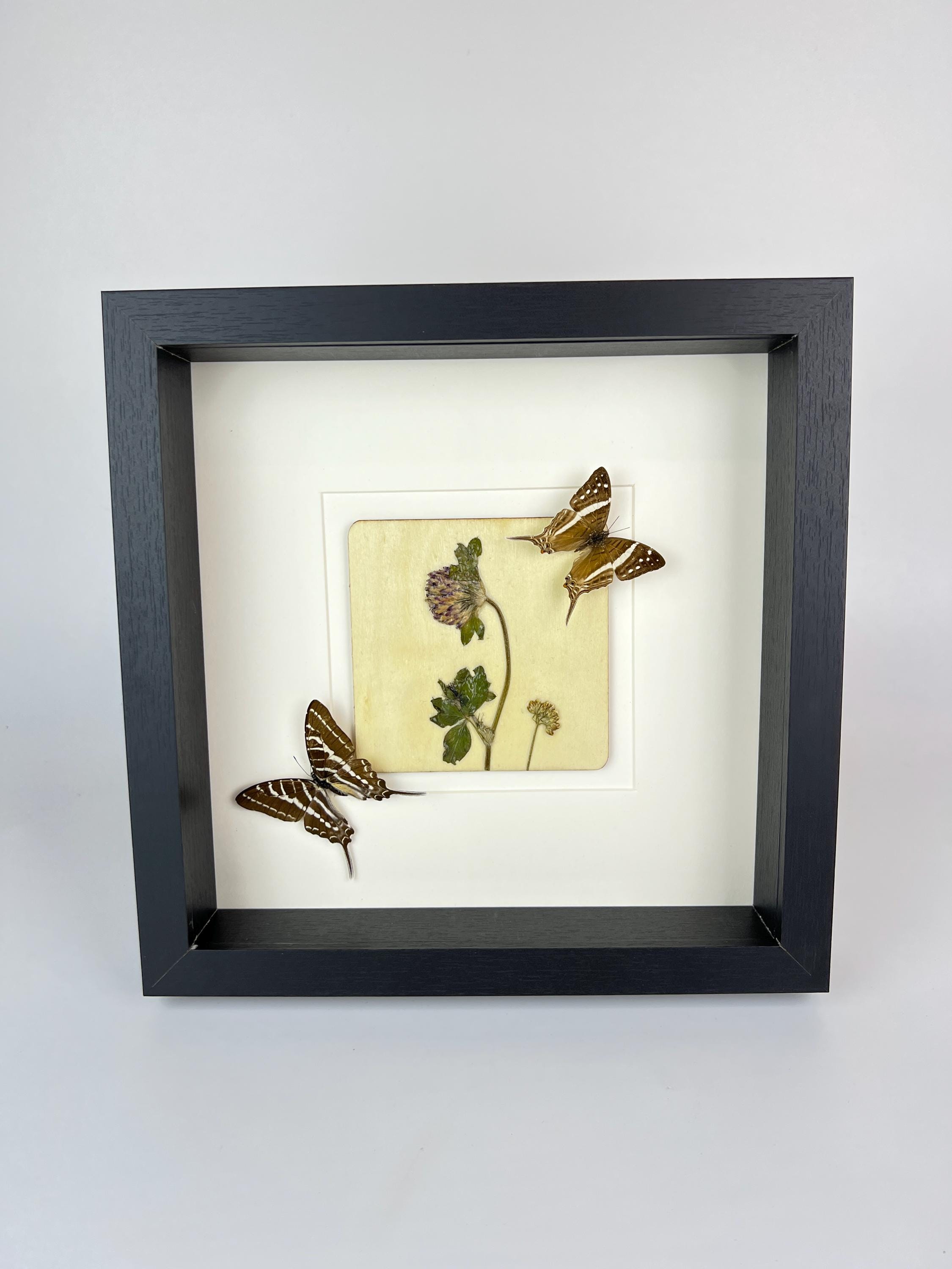 Marpesia Crethon und Graphium Aristeus mit Trockenblumen in einem Rahmen