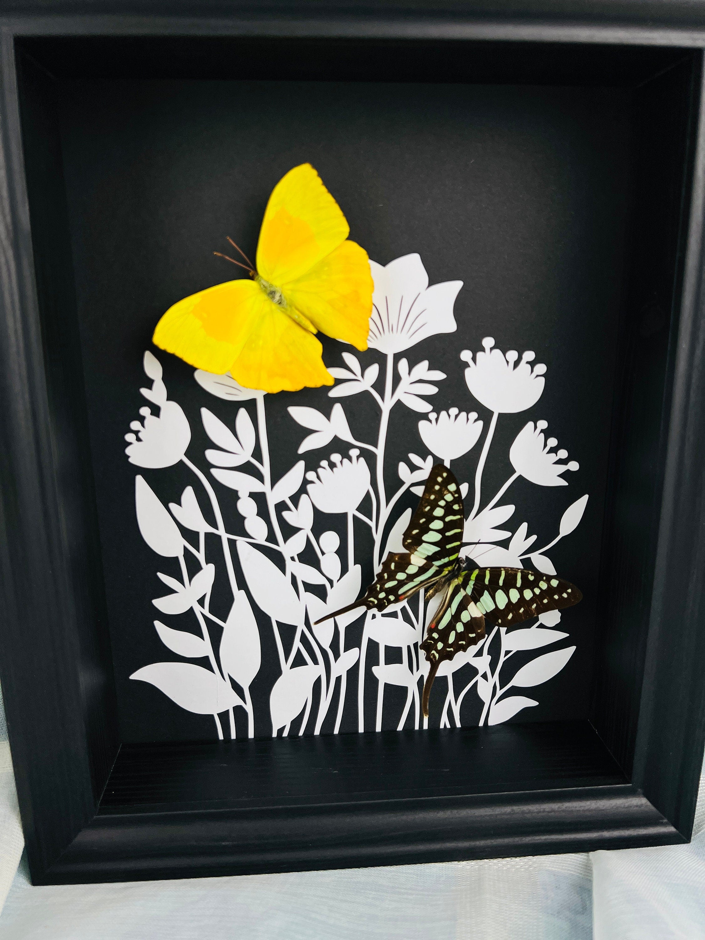 Phoebis Rurina en Graphium Antheus met print in lijst