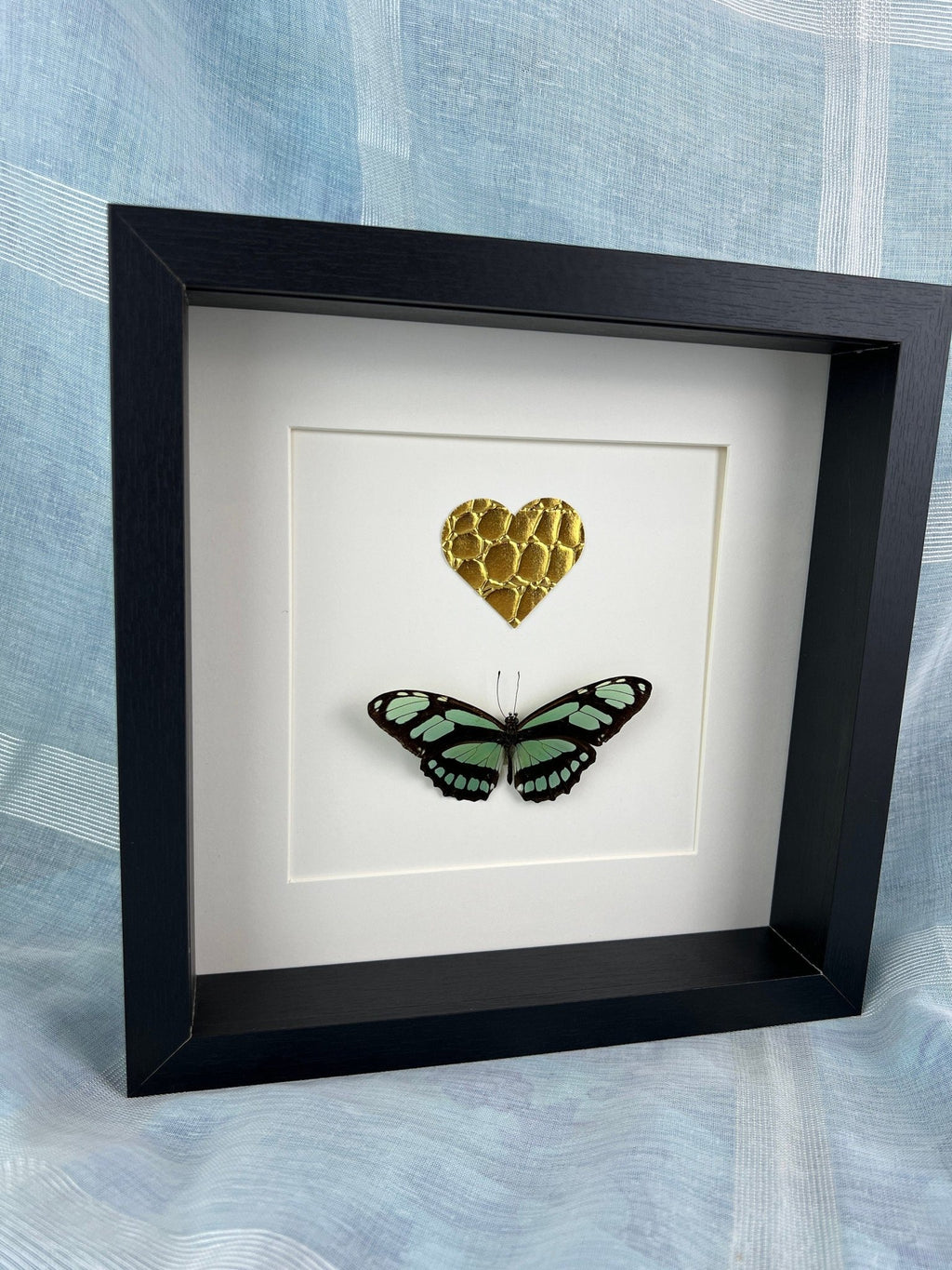 Philaethria Dido und ein goldenes Lederherz in einem Rahmen von KEY LIME STORE