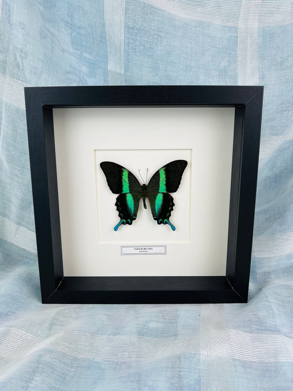 Papilip Blumei mit Namensschild in einem Rahmen von KEY LIME STORE