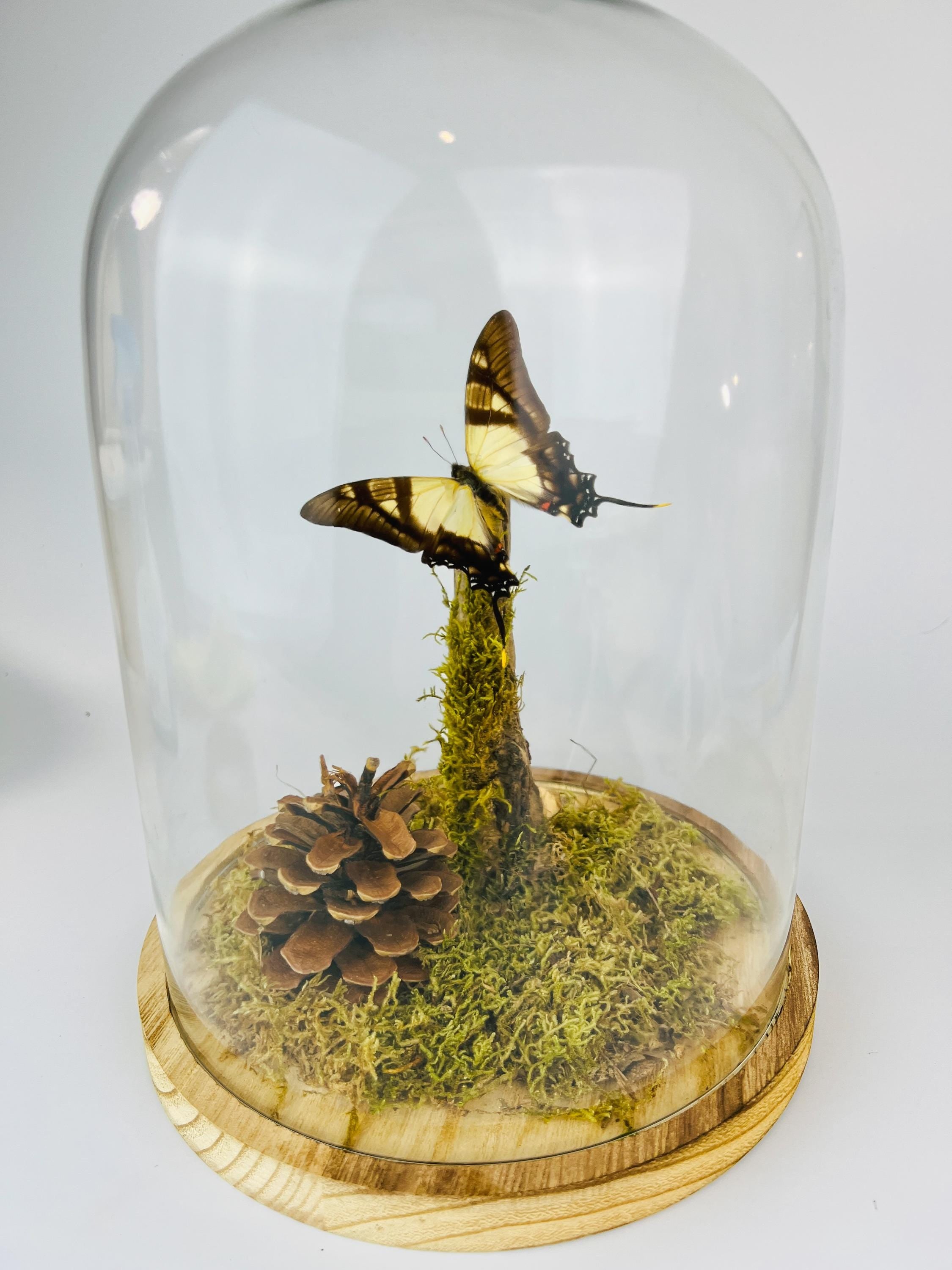 Eurytides Serville in stolp