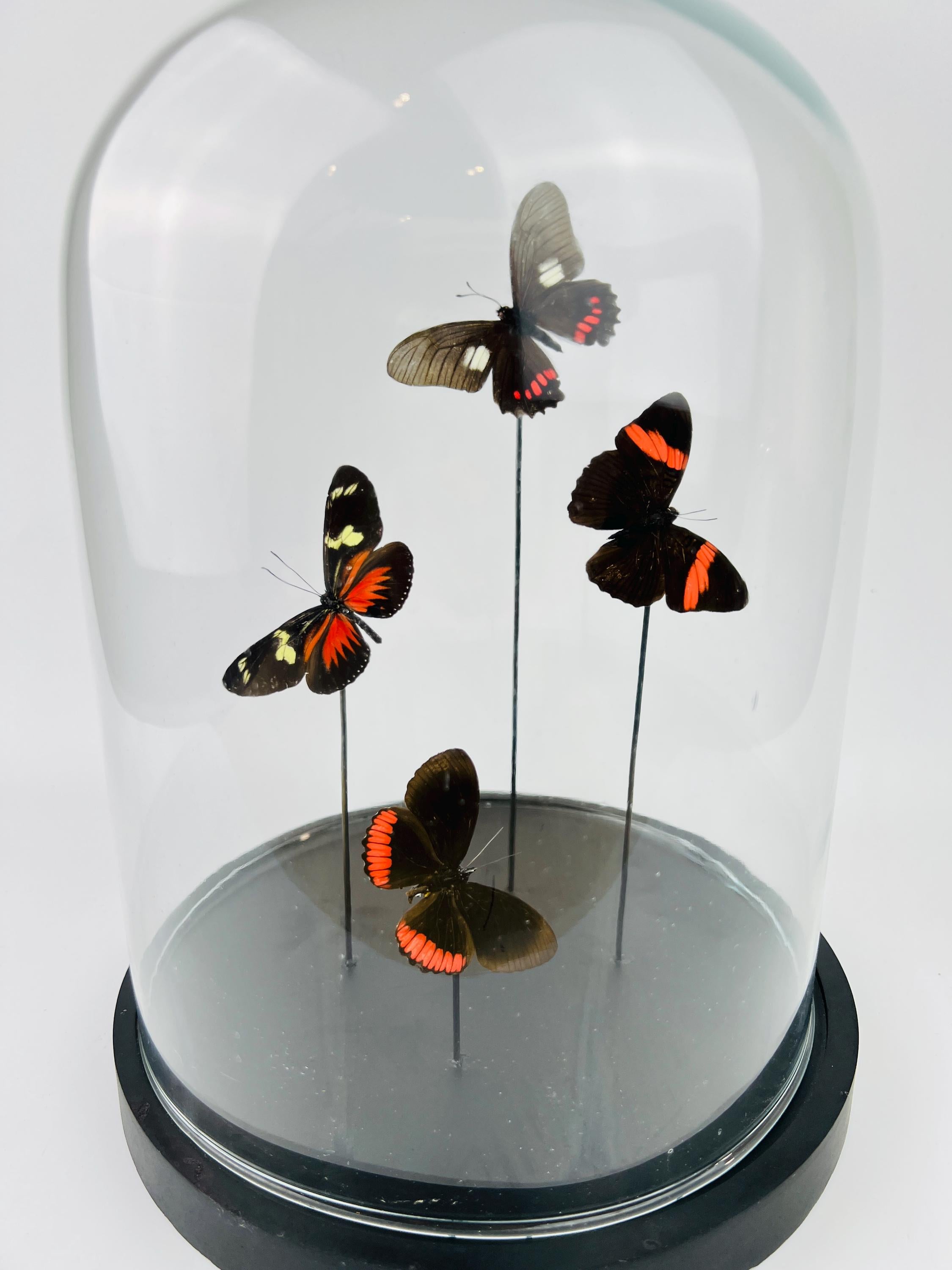 Mix vlinders in stolp