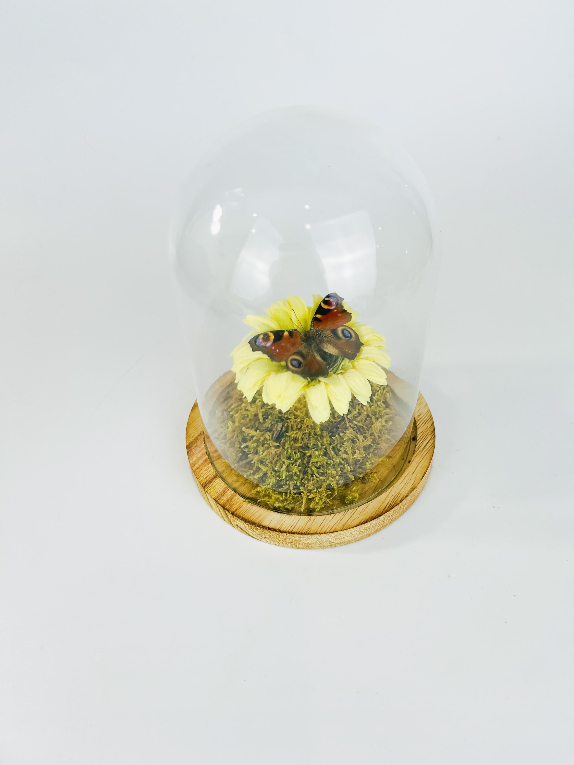 Echte vlinder | Aglais Io op een faux gele boem op echt mos in stolp (17x13cm)