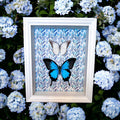 Papilio Ulysses und Appias Hombroni in einem Rahmen mit Druck von KEY LIME STORE