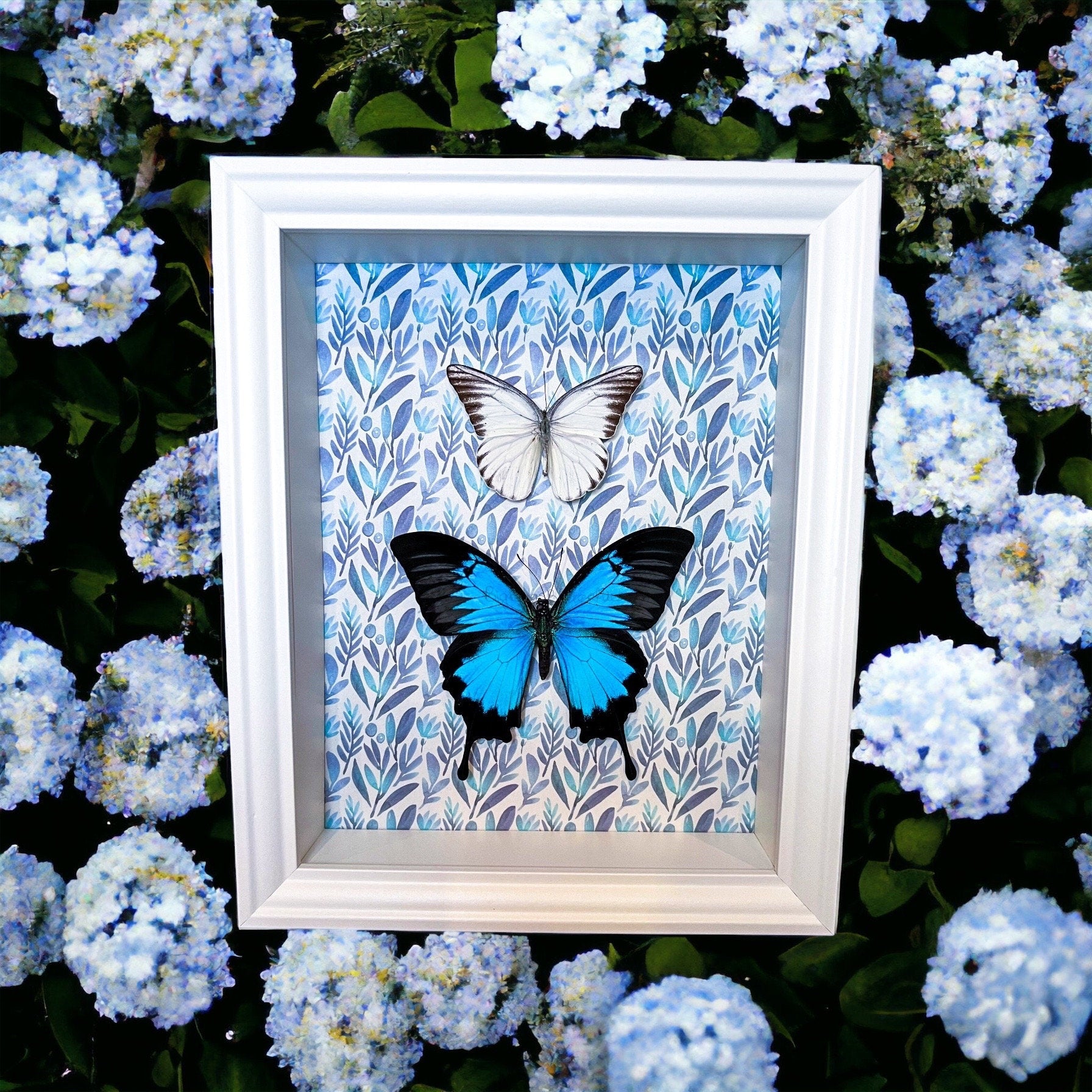 Papilio Ulysses en Appias Hombroni in lijst met print