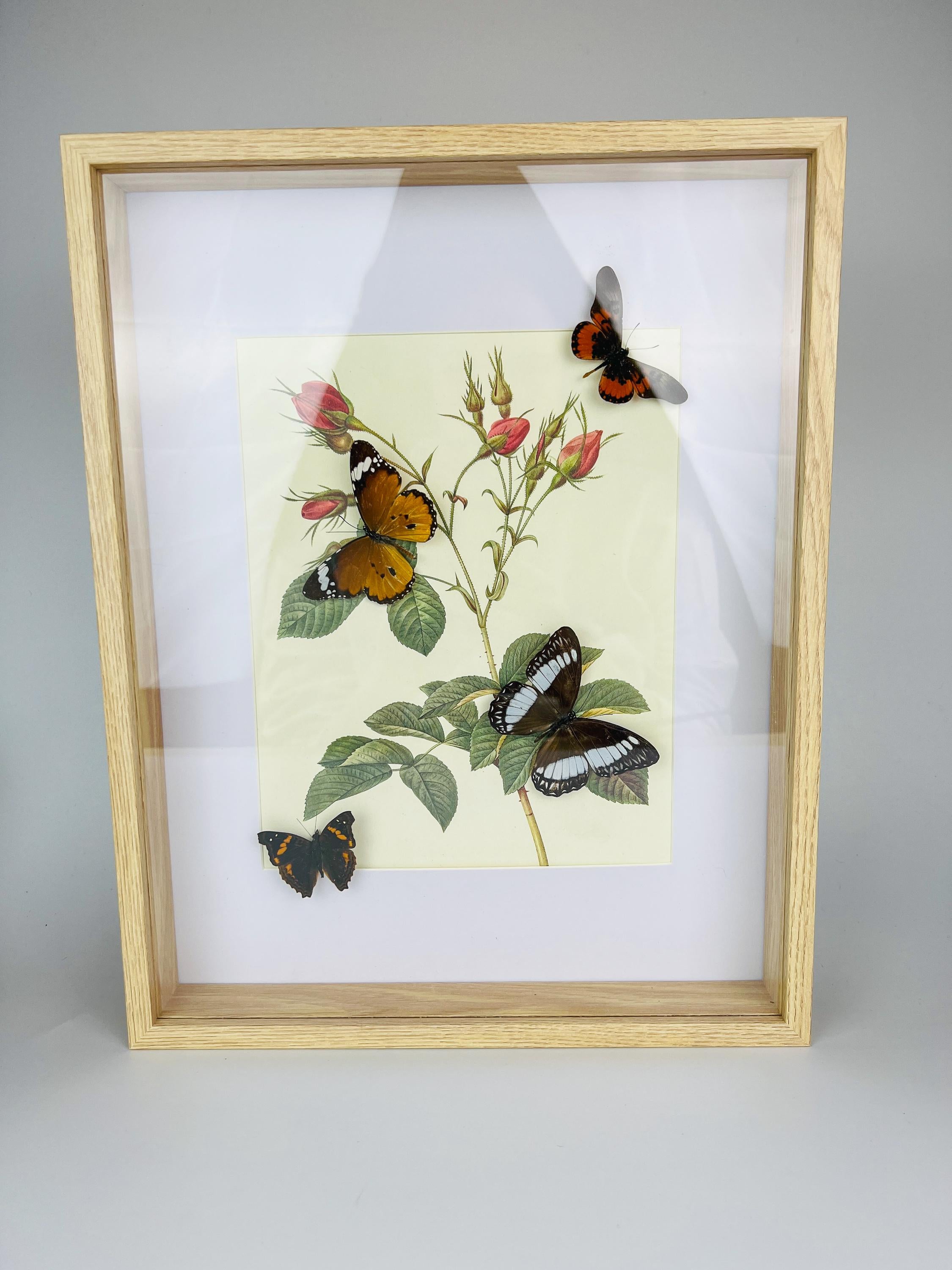 Echte Schmetterlinge auf botanischem Druck, gerahmt