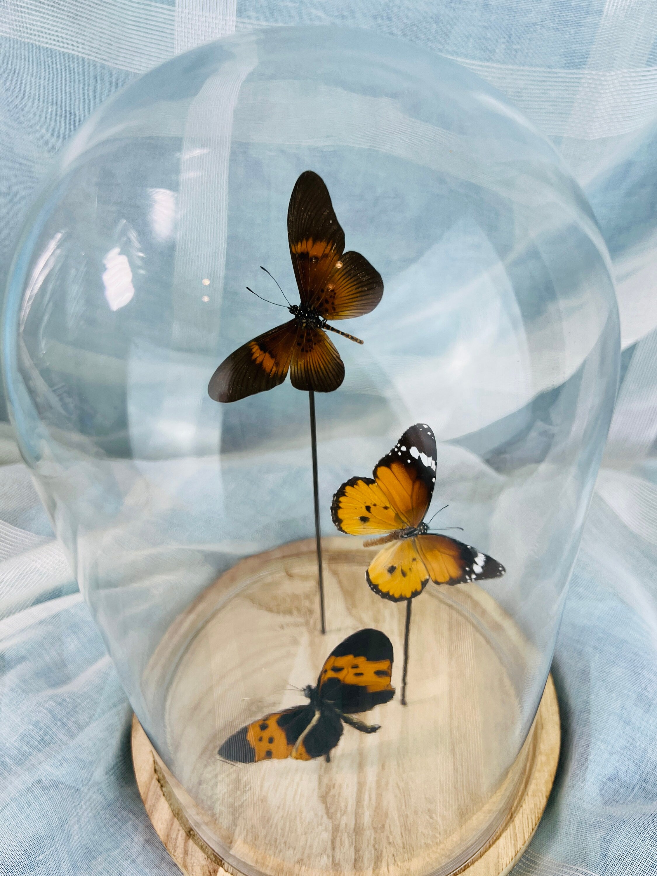 Actinote, Danaus chrysippus und Melinaea in einer Glasglocke