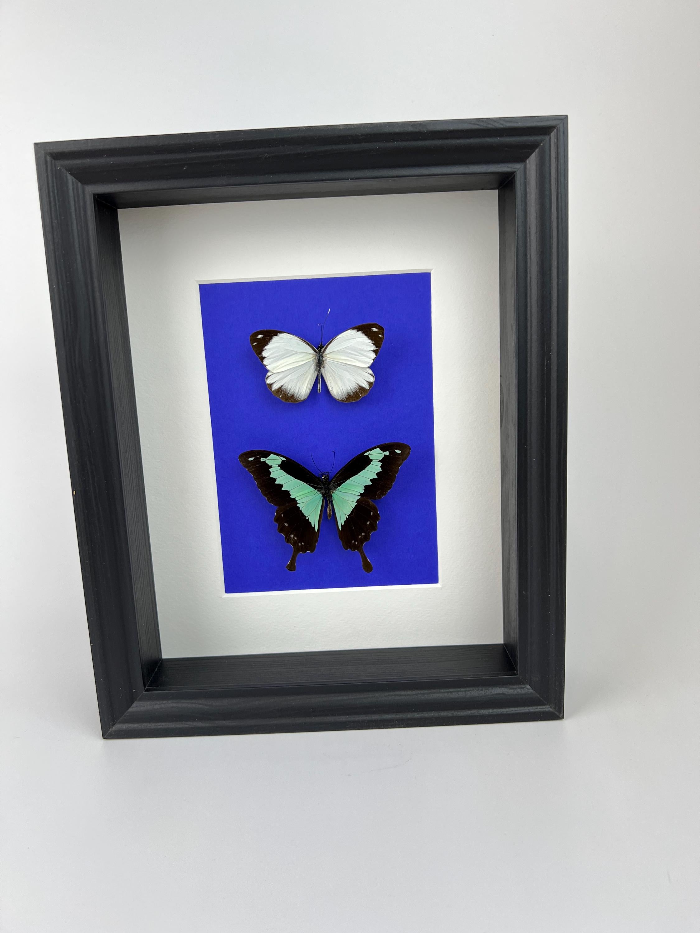 Papilio Phorcas und Appias im Rahmen