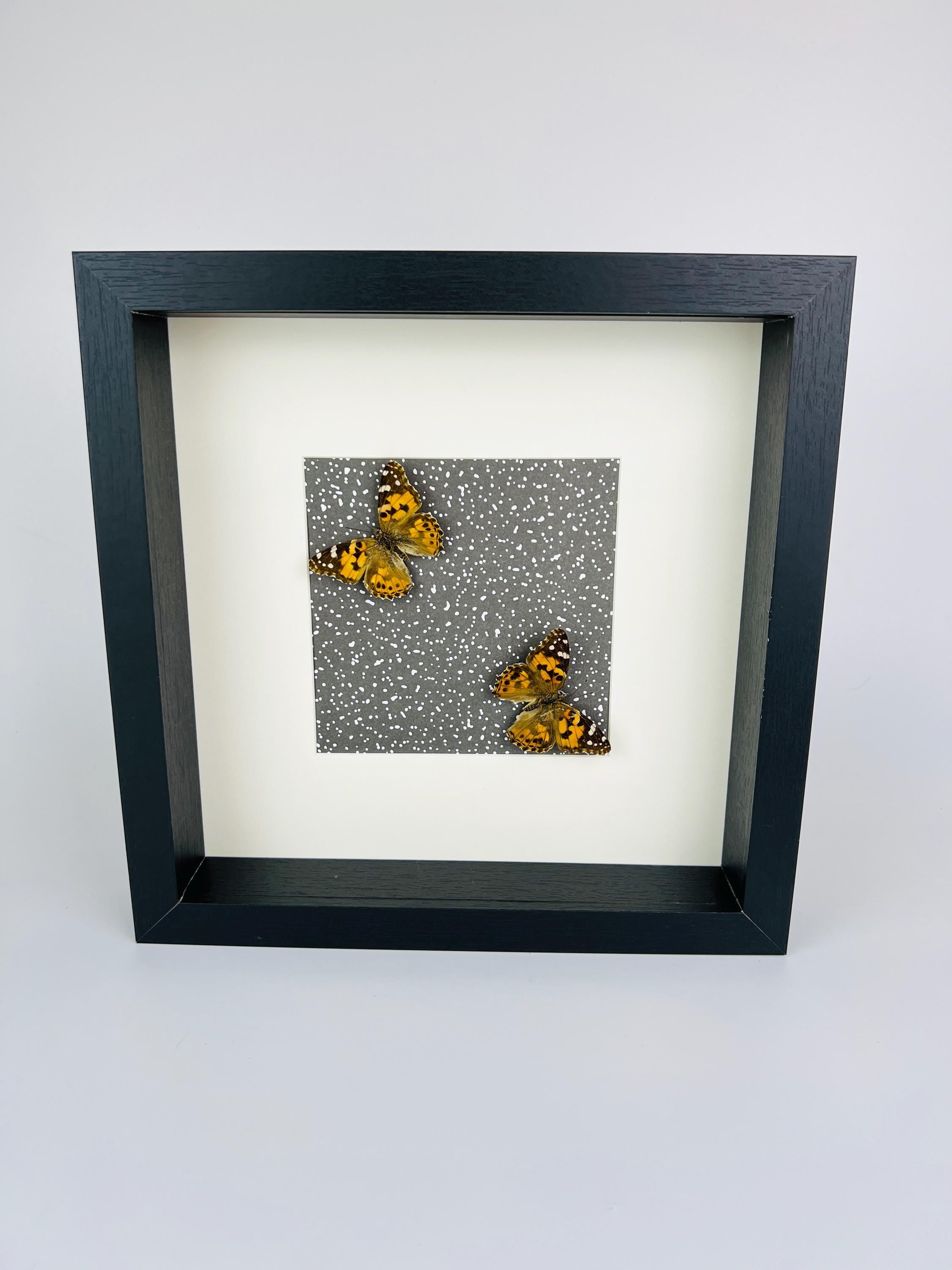 Vanessa Cardui op print in lijst