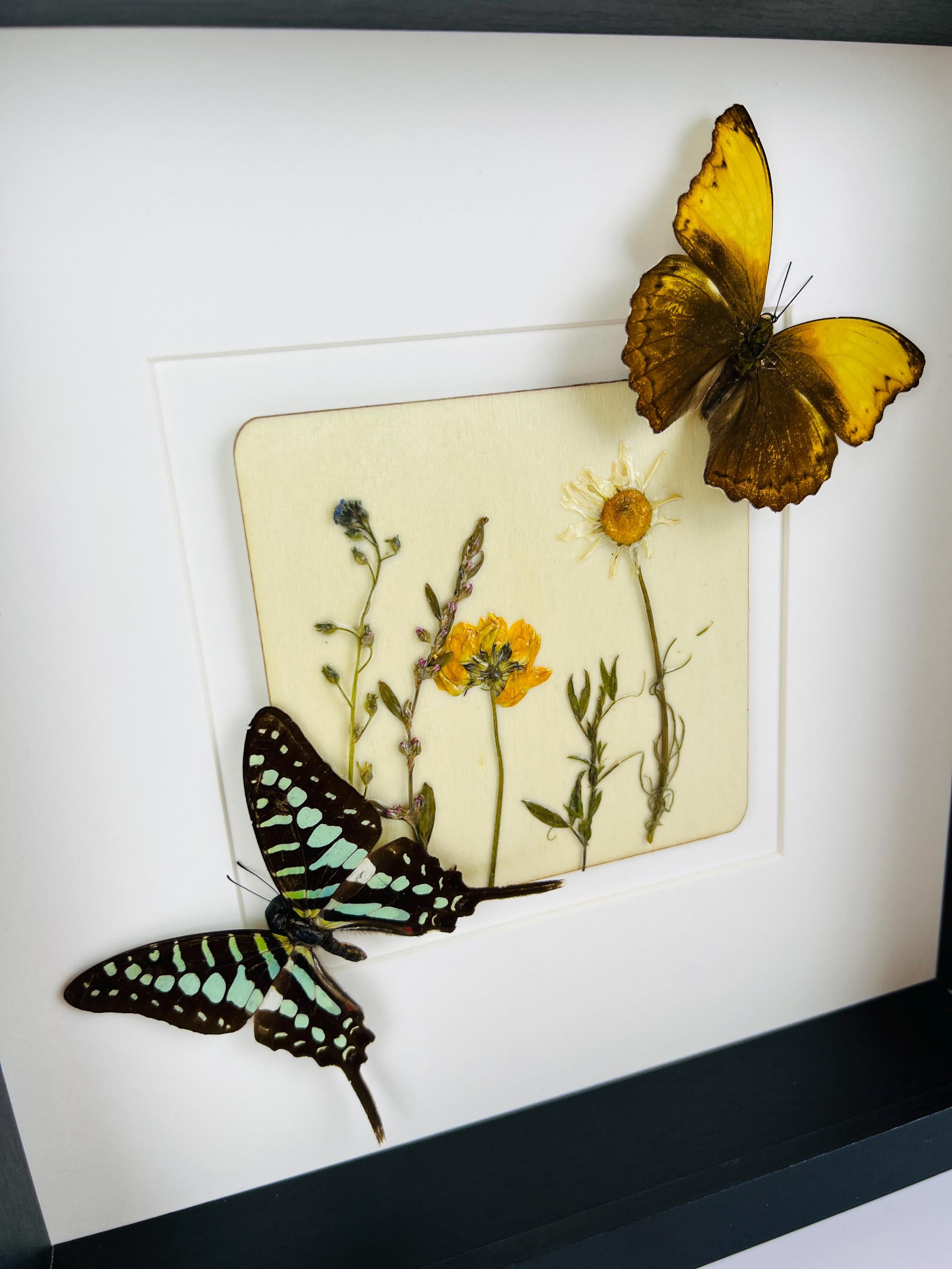 Graphium und Cymothoe Haynac mit Trockenblumen auf MDF in einem Rahmen