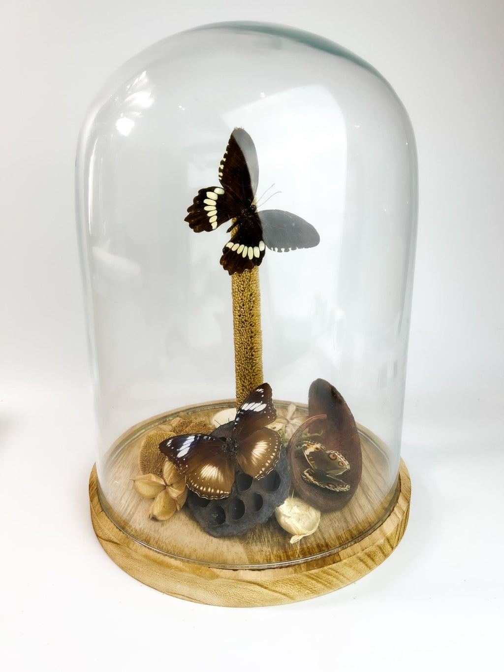 Papilio Polytes, Hypolimnas Bolina und Junonia Coenia in einer Glasglocke von KEY LIME STORE