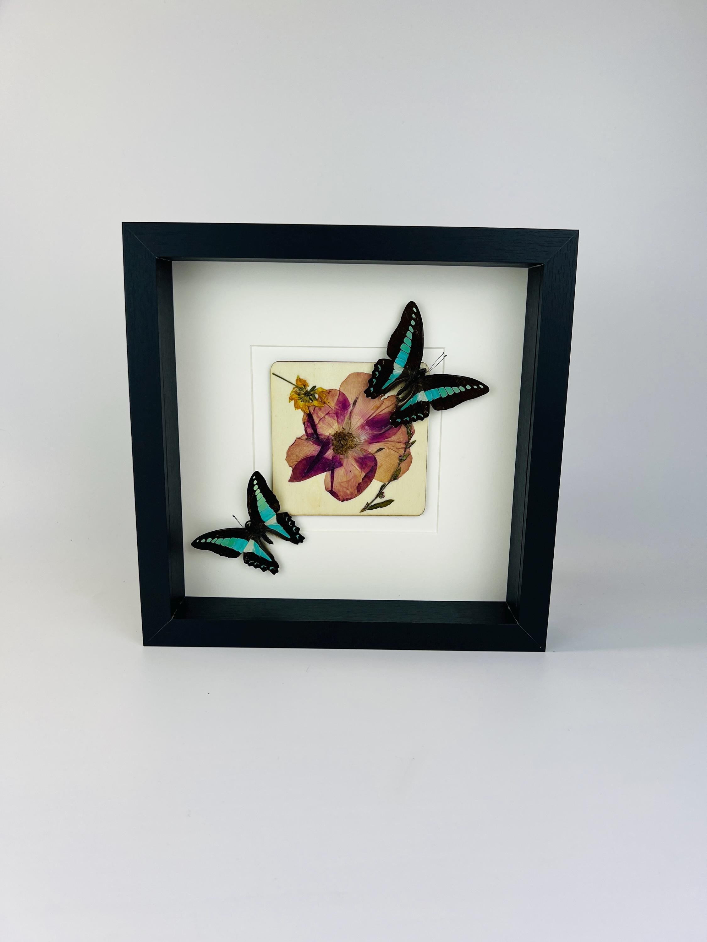 Graphium Sarpedon mit Trockenblumen auf MDF in einem Rahmen