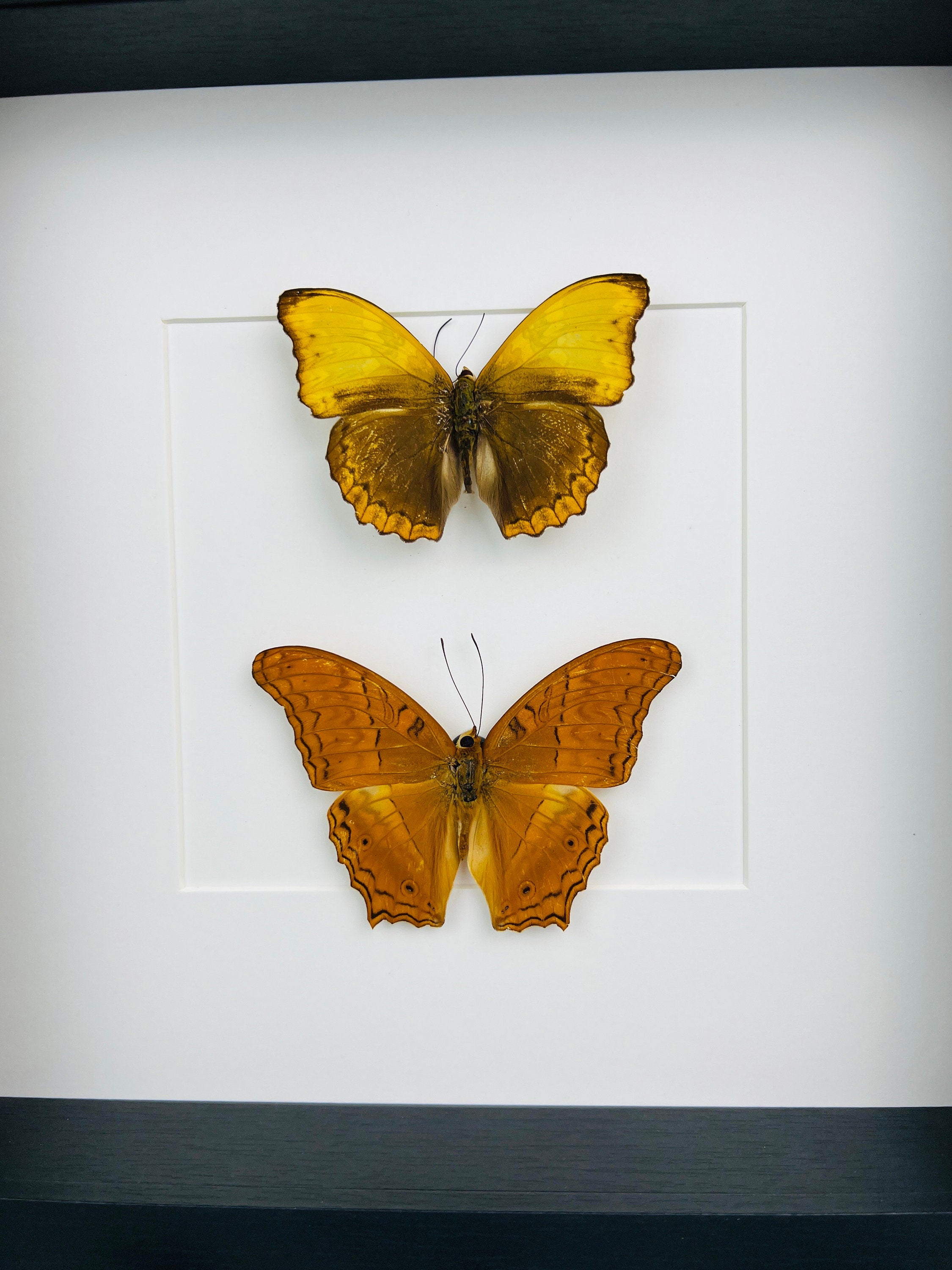 Cymothoe Haynac und Vindula Erota in einem Rahmen