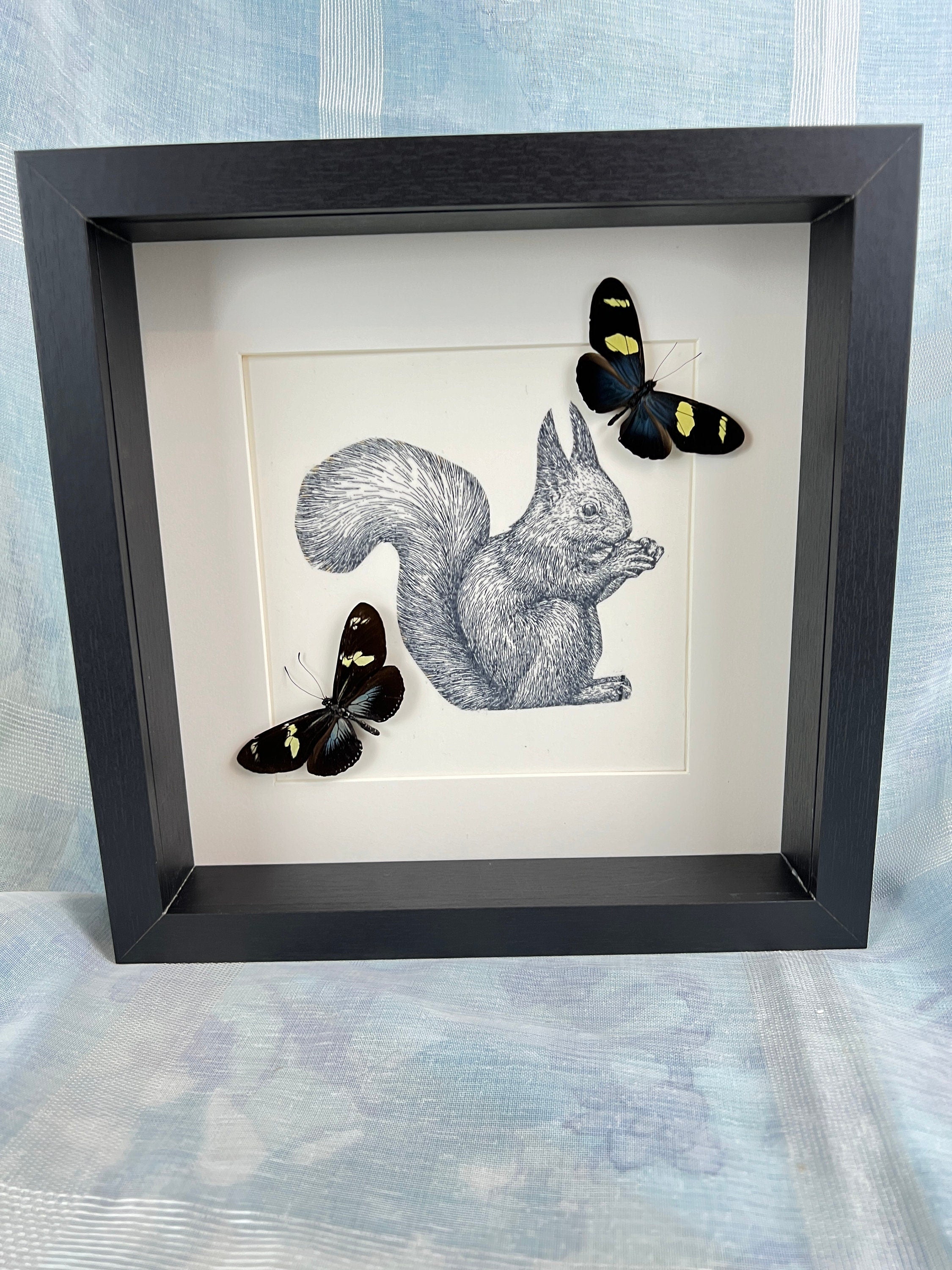 Echte vlinders | Blauwe Heliconius op print van eekhoorn in lijst (25x25cm)