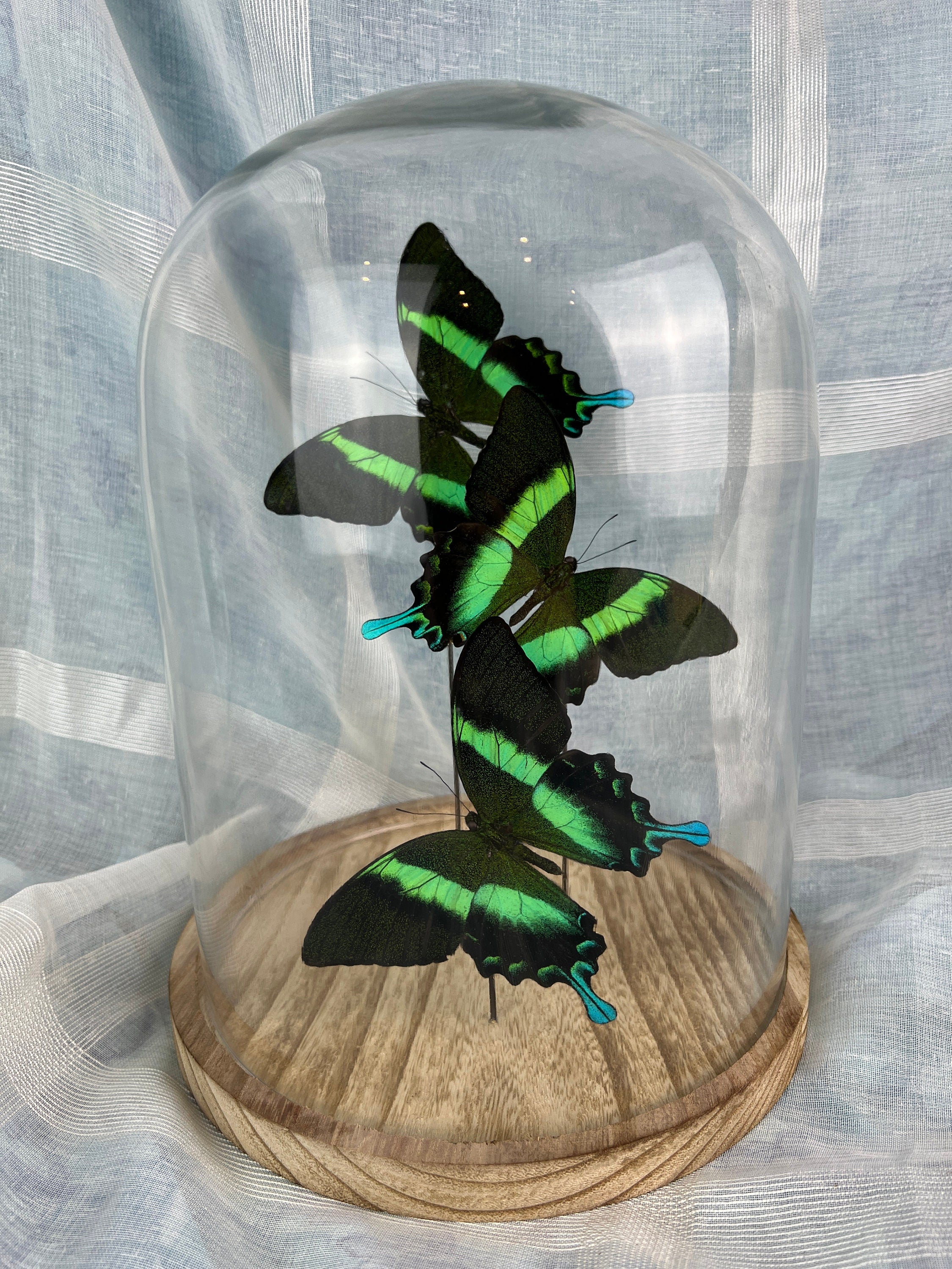 Echte Papilio Blumei-vlinders bewaard in glazen koepeldisplay