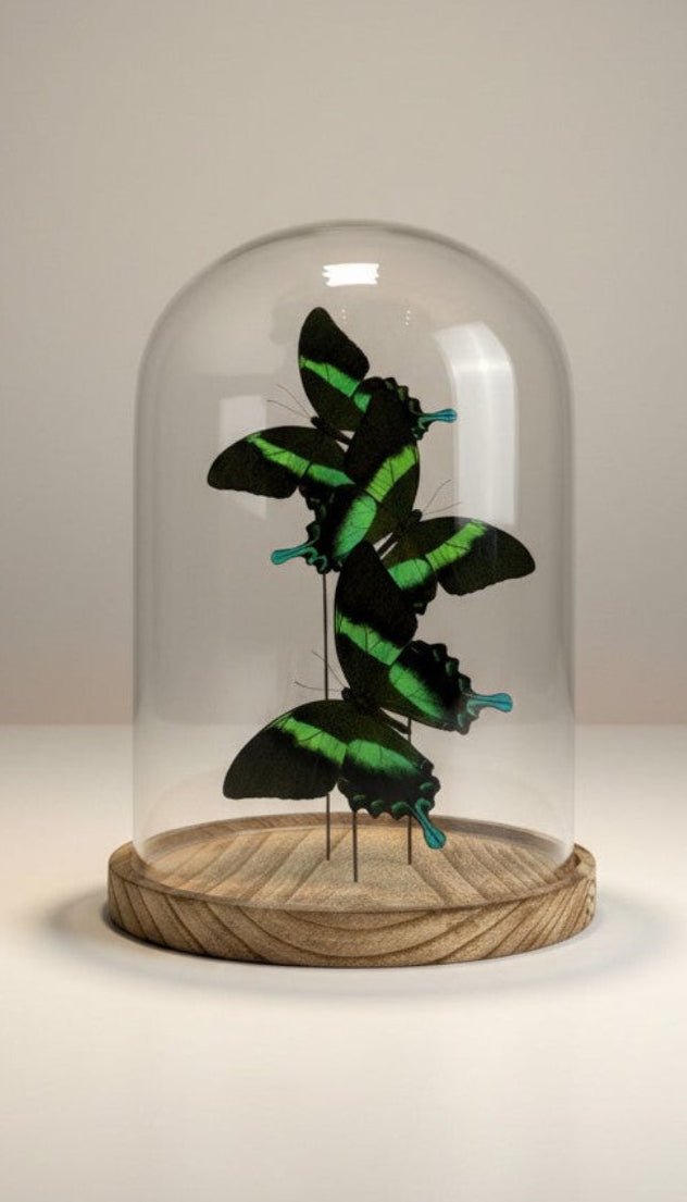 Papilio Blumei in einer Glasglocke von KEY LIME STORE