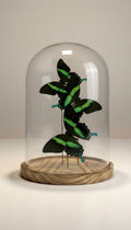Papilio Blumei in einer Glasglocke von KEY LIME STORE