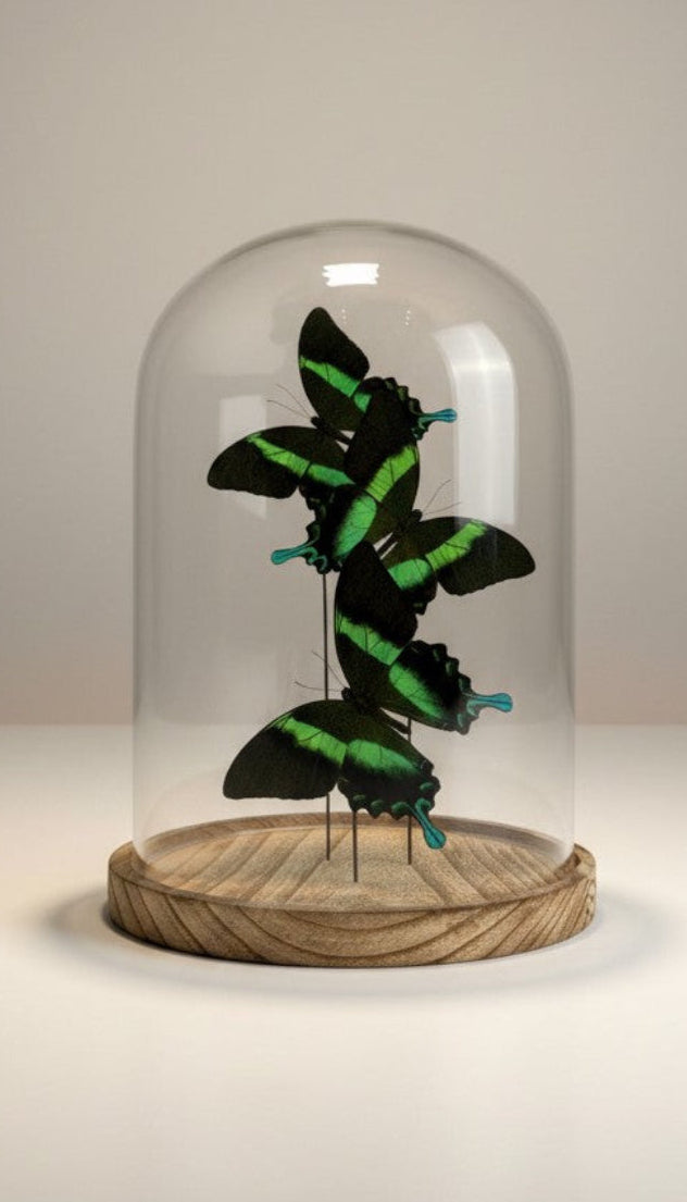 Papilio Blumei in stolp