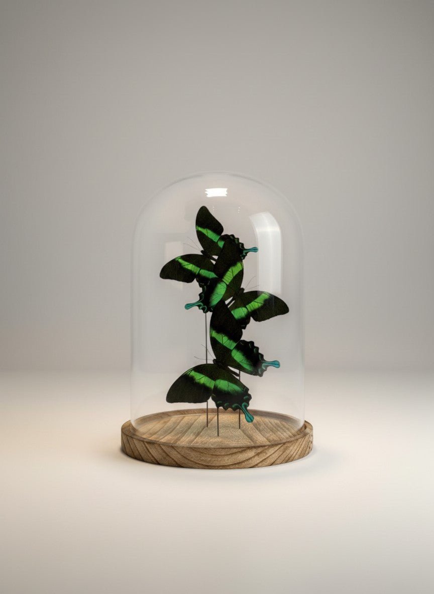 Papilio Blumei in einer Glasglocke von KEY LIME STORE