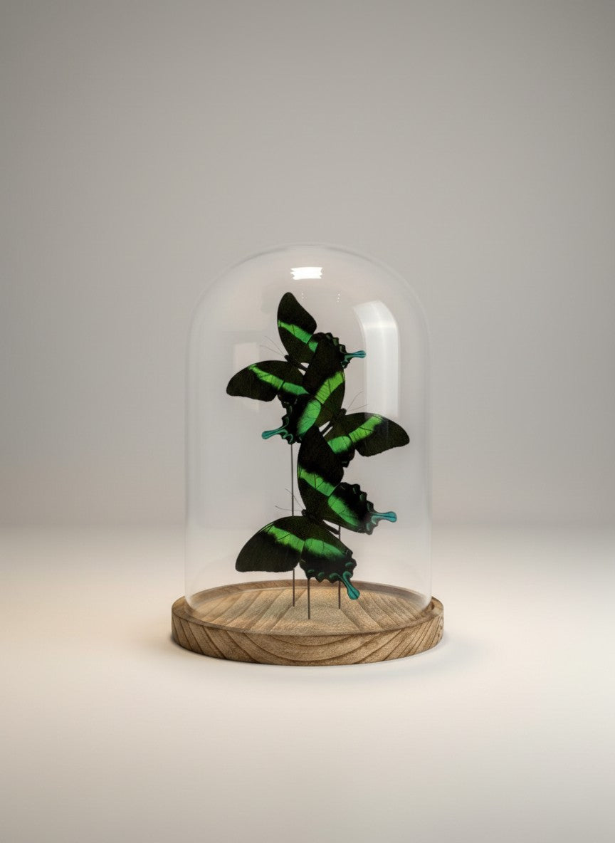 Papilio Blumei in stolp