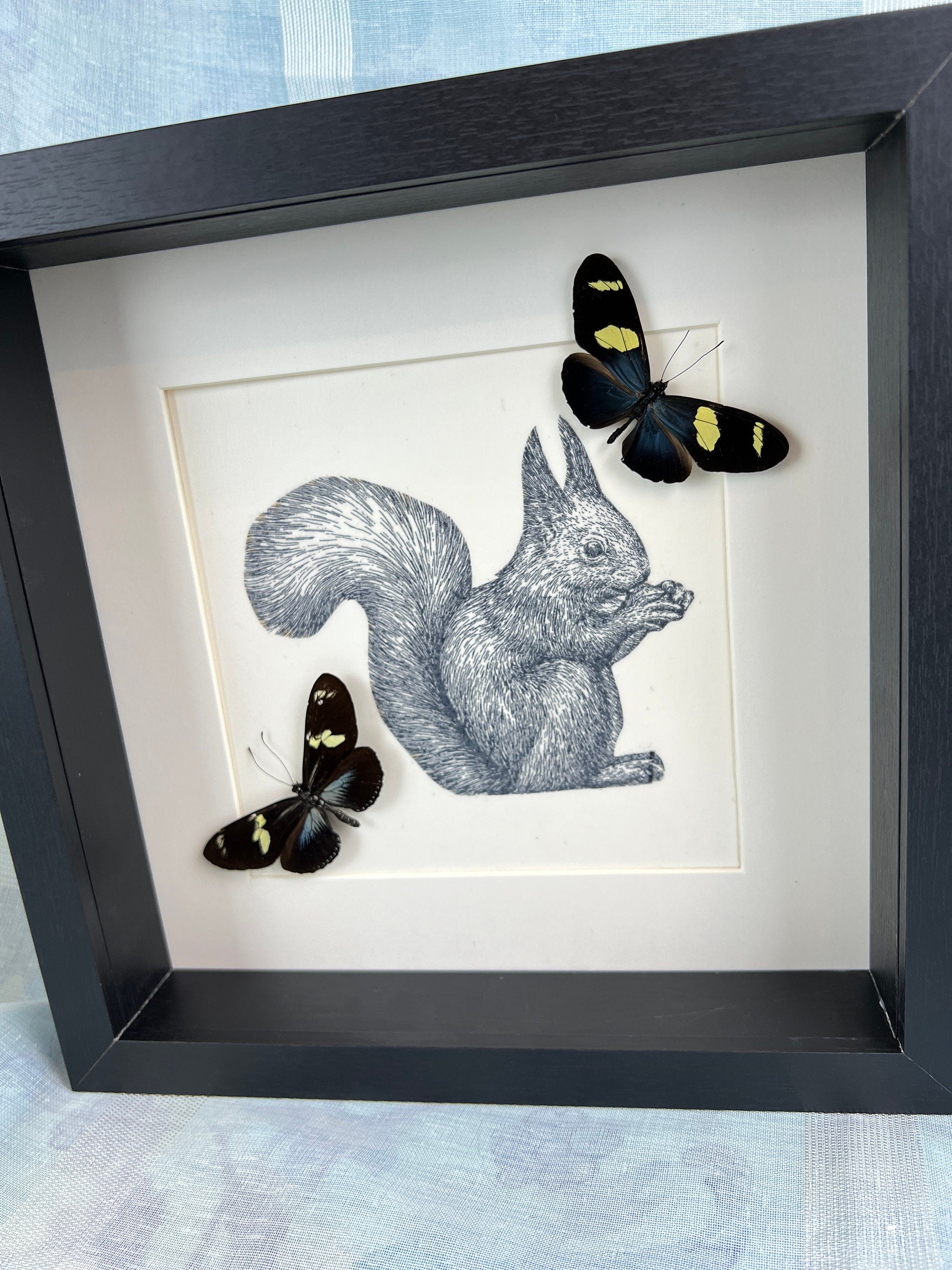 Blauer Heliconius auf Eichhörnchenmuster in einem Rahmen