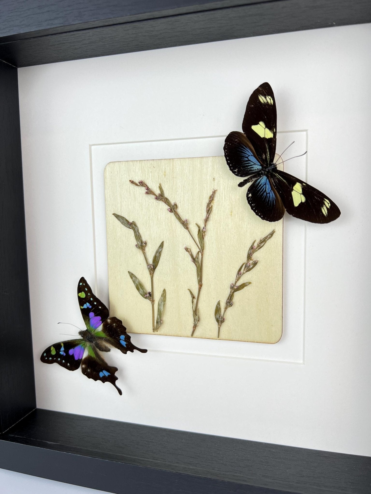 Heliconius und Graphium Weiskei mit Trockenblumen in einem Rahmen von KEY LIME STORE