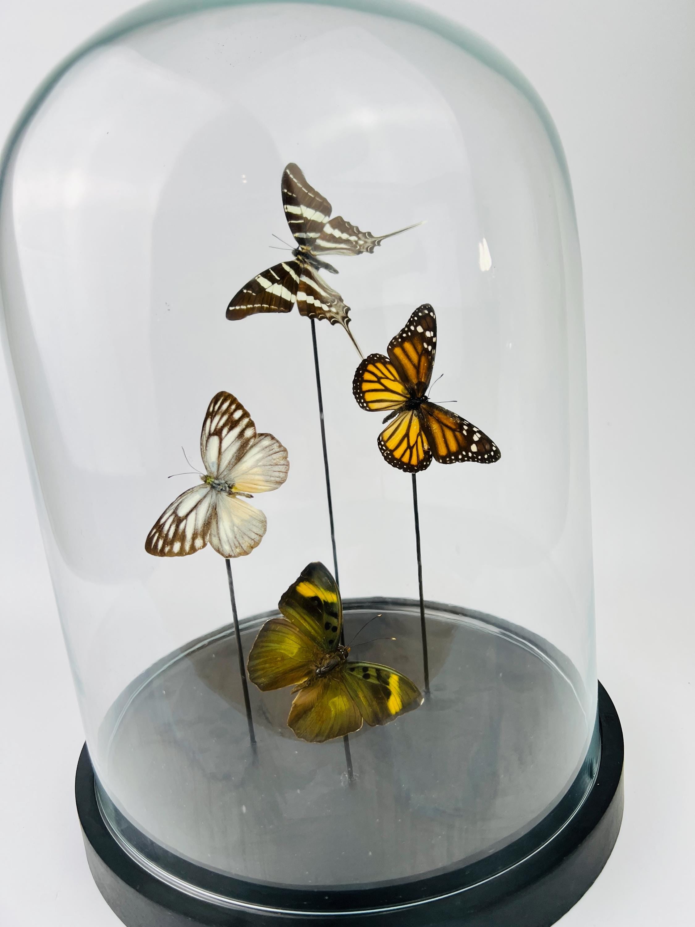 Mix vlinders in stolp