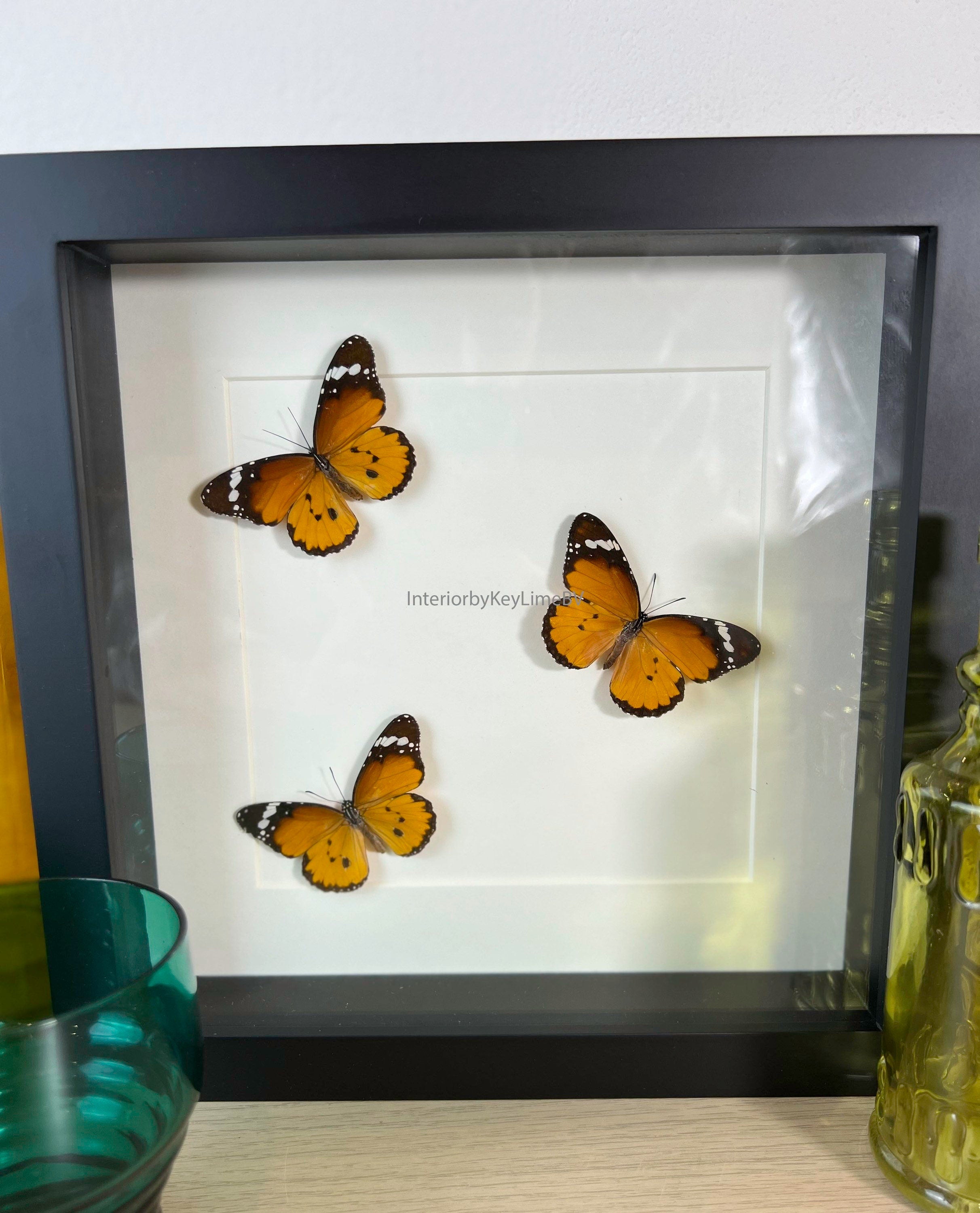 Danaus Chrysippus in lijst