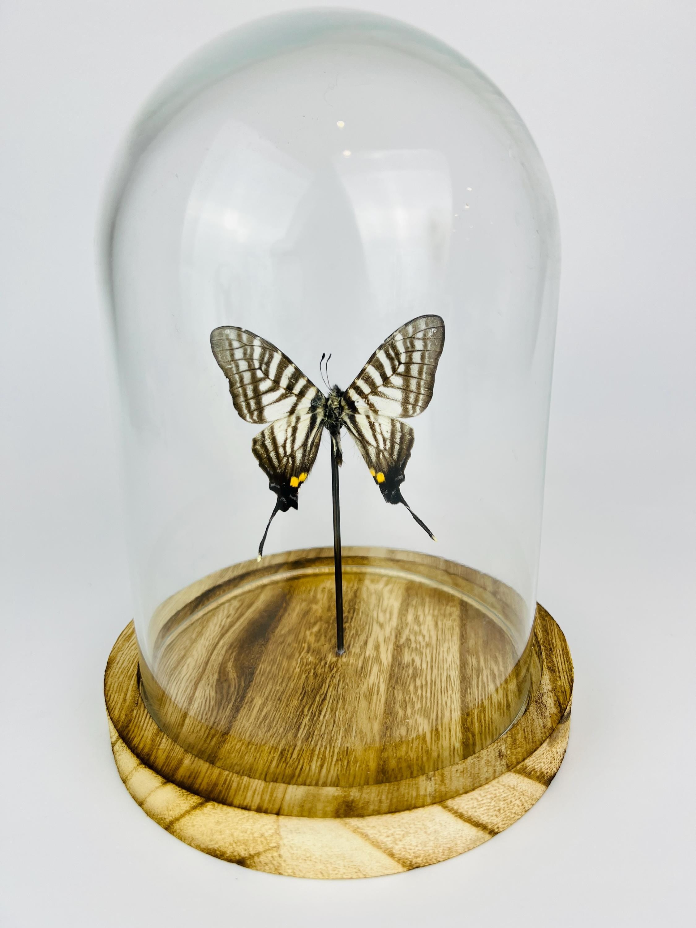 Real butterfly Graphium Pazala Eurous in Glass Dome – 17 x 13 cm (6.7 x 5.1 inches)