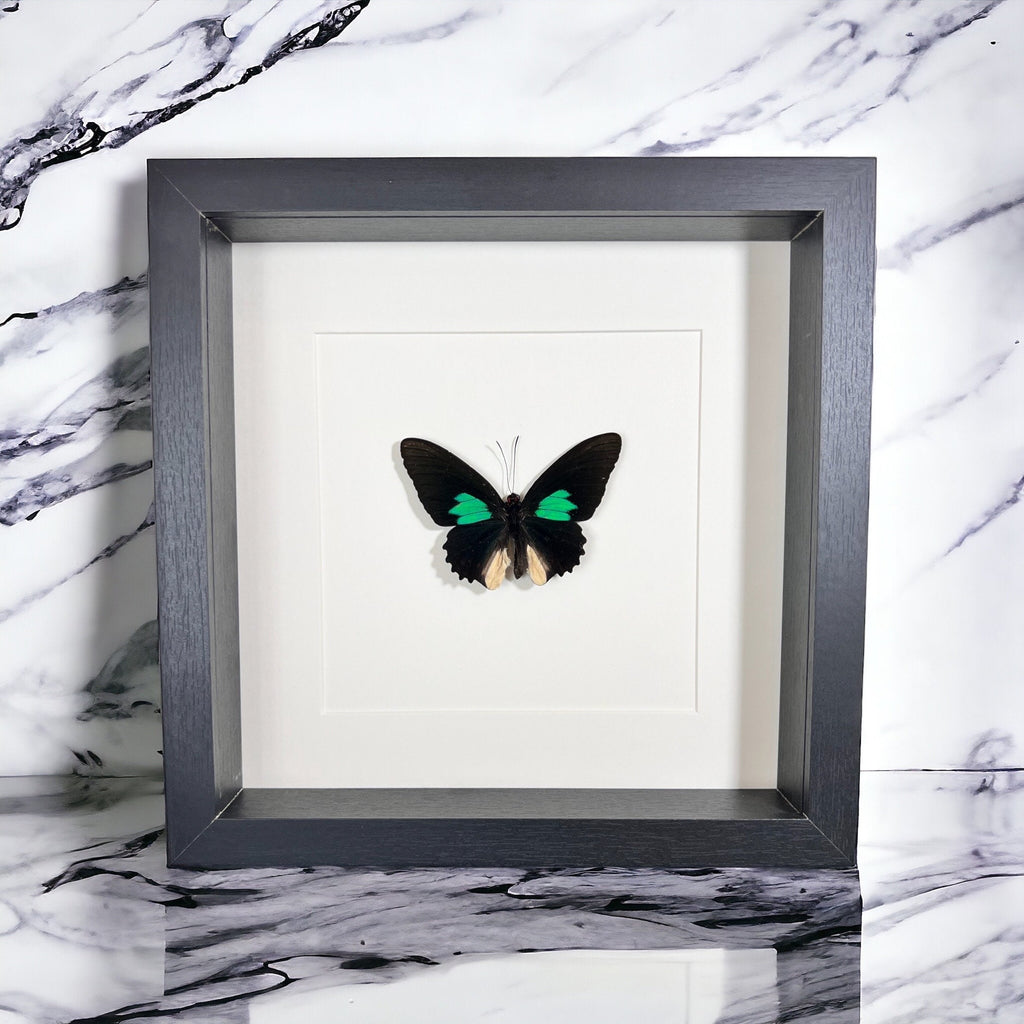 Parides in einem Rahmen von KEY LIME STORE