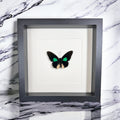 Parides in einem Rahmen von KEY LIME STORE