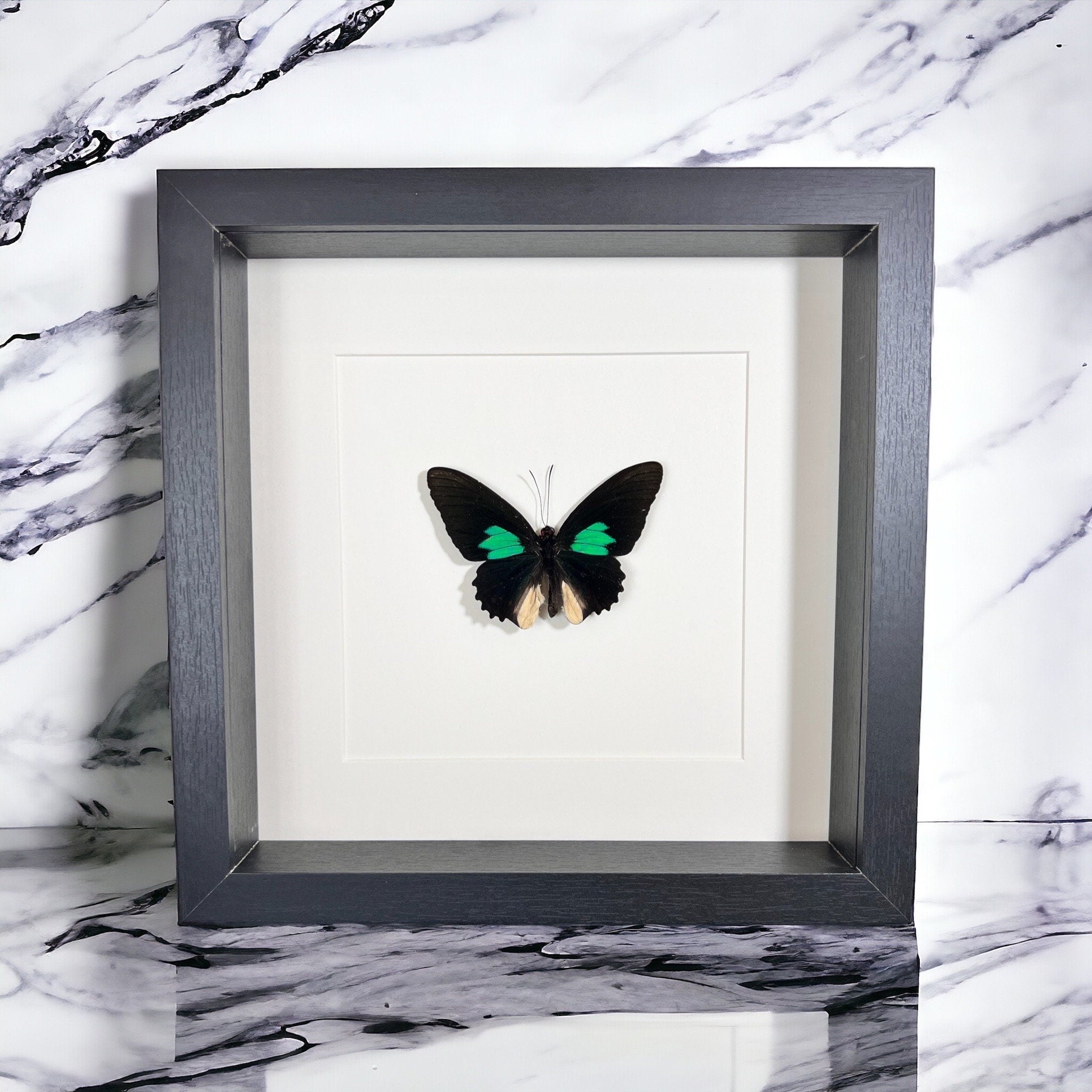 Parides in einem Rahmen von KEY LIME STORE