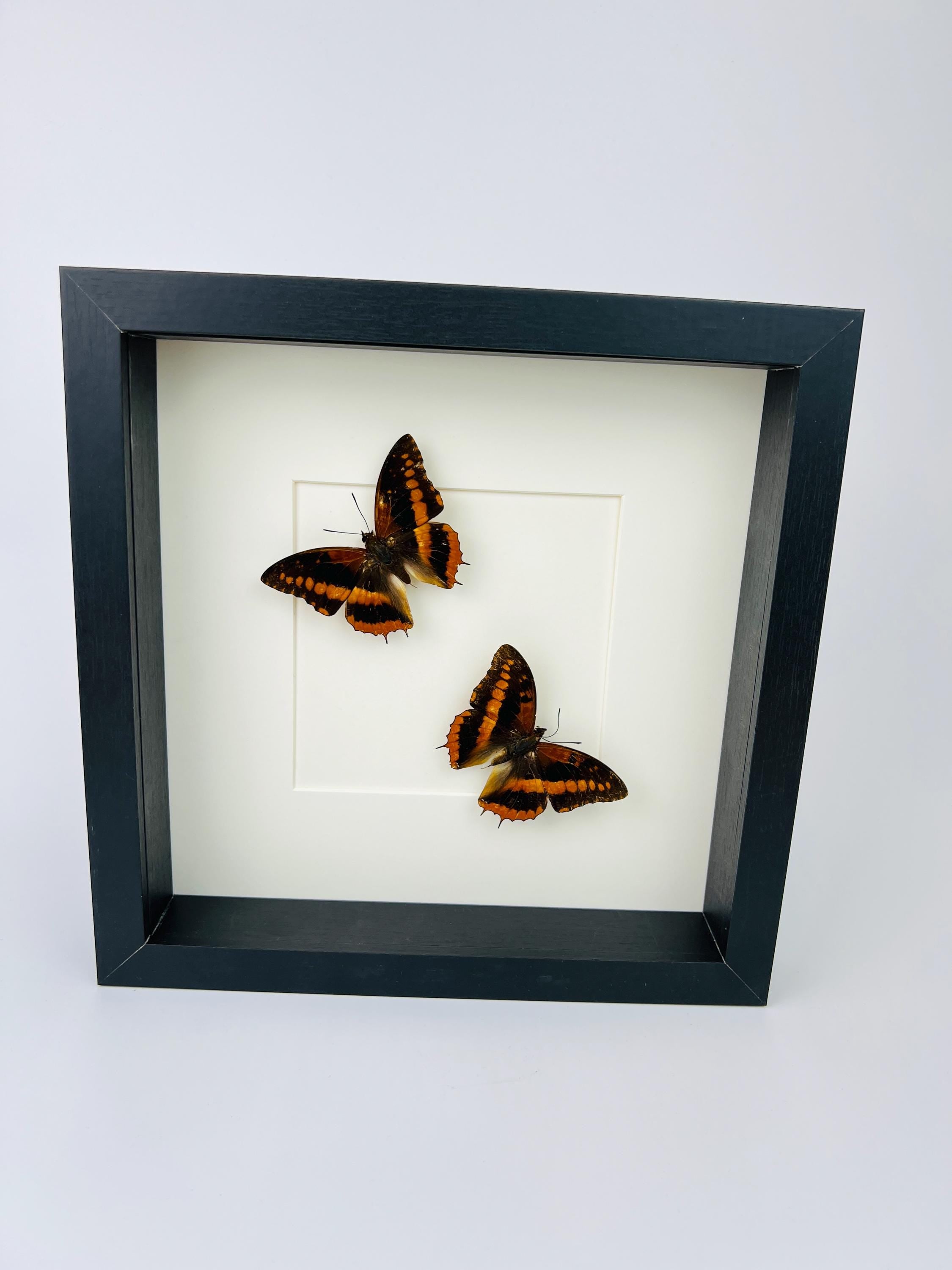 Charaxes Lucretia in einem Rahmen