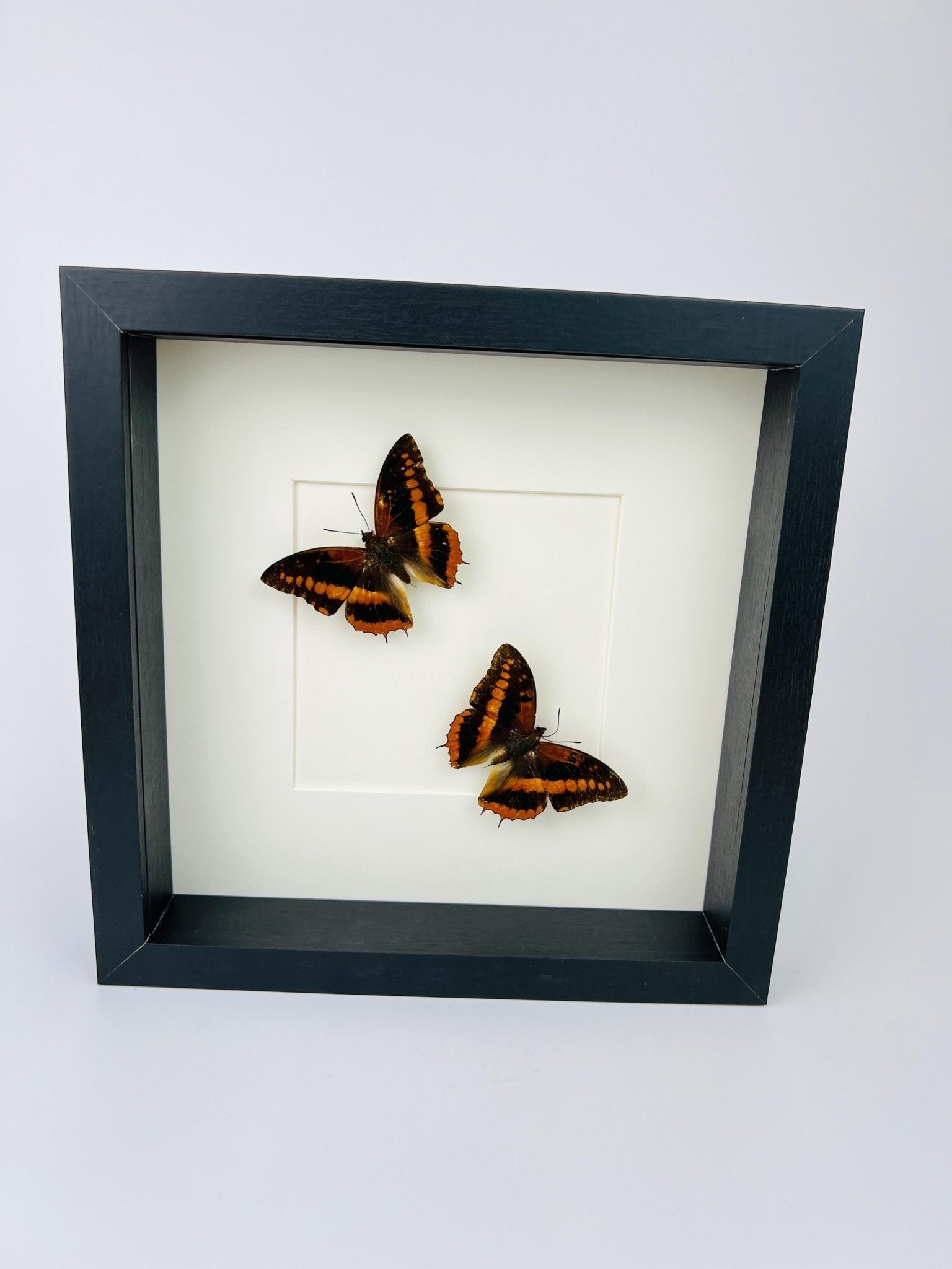 Charaxes Lucretia in einem Rahmen von KEY LIME STORE