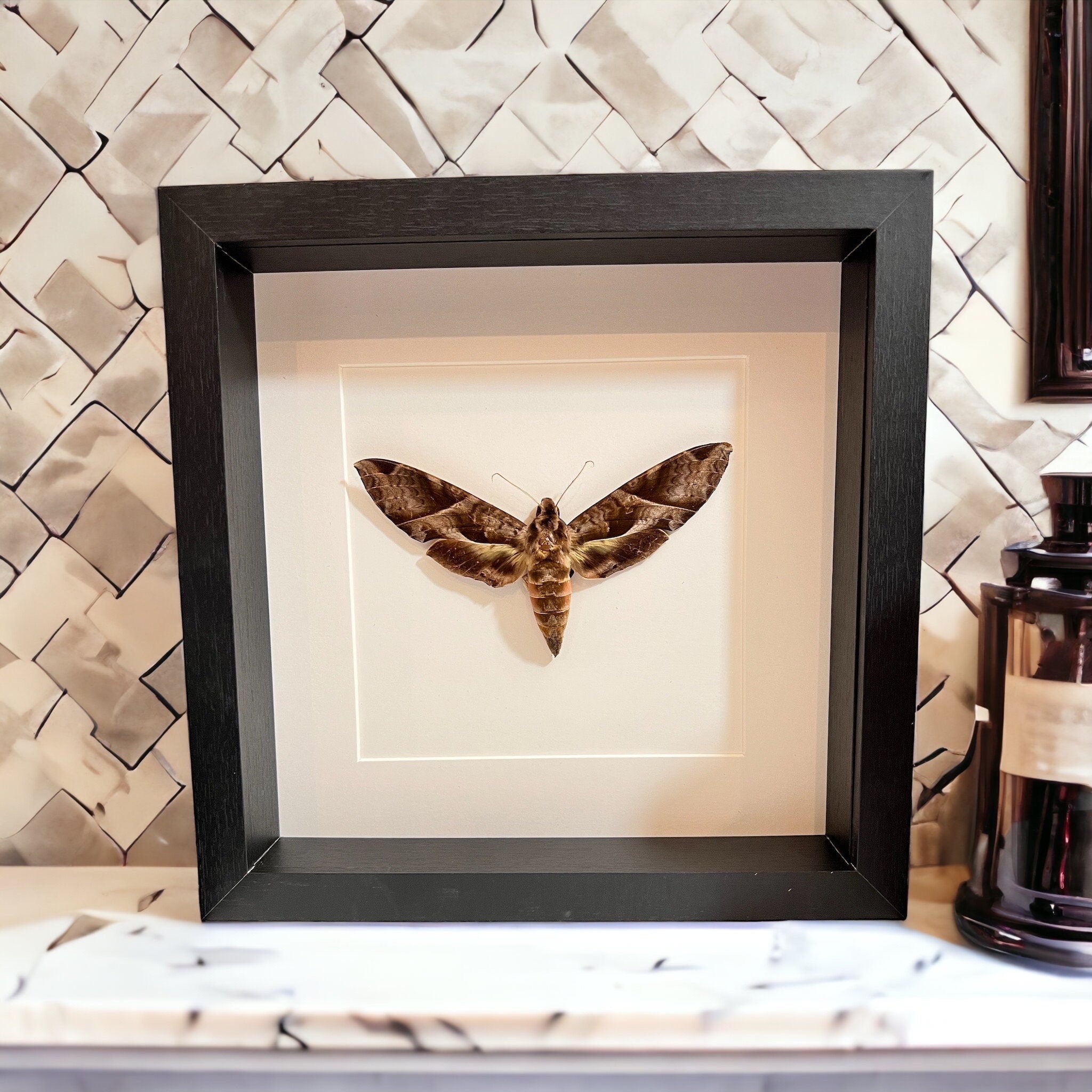 Eumorpha Triangulum mot in lijst