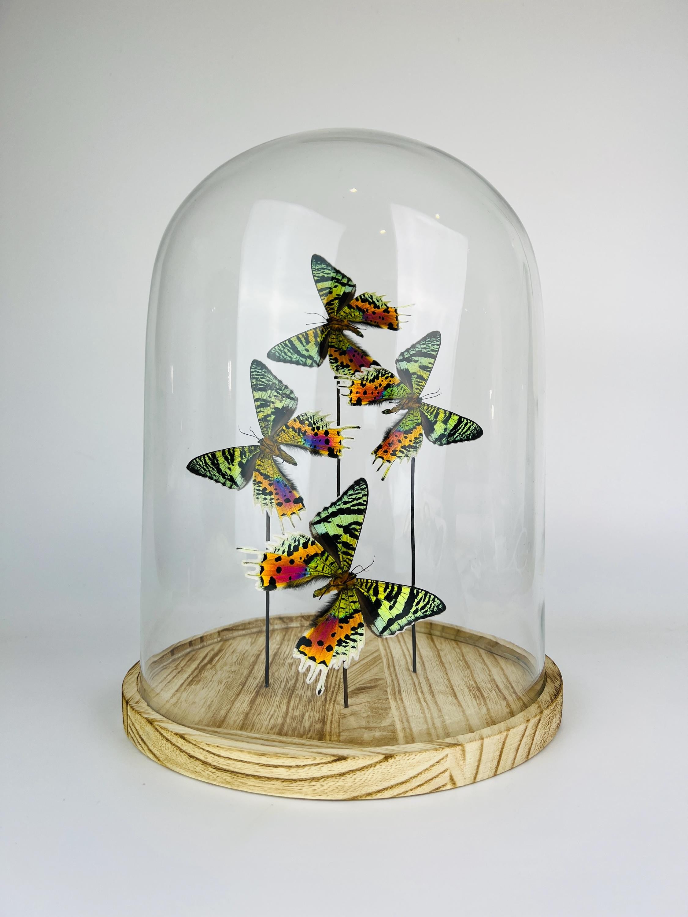 Urania Ripheus (Rückseite) in einer Glasglocke