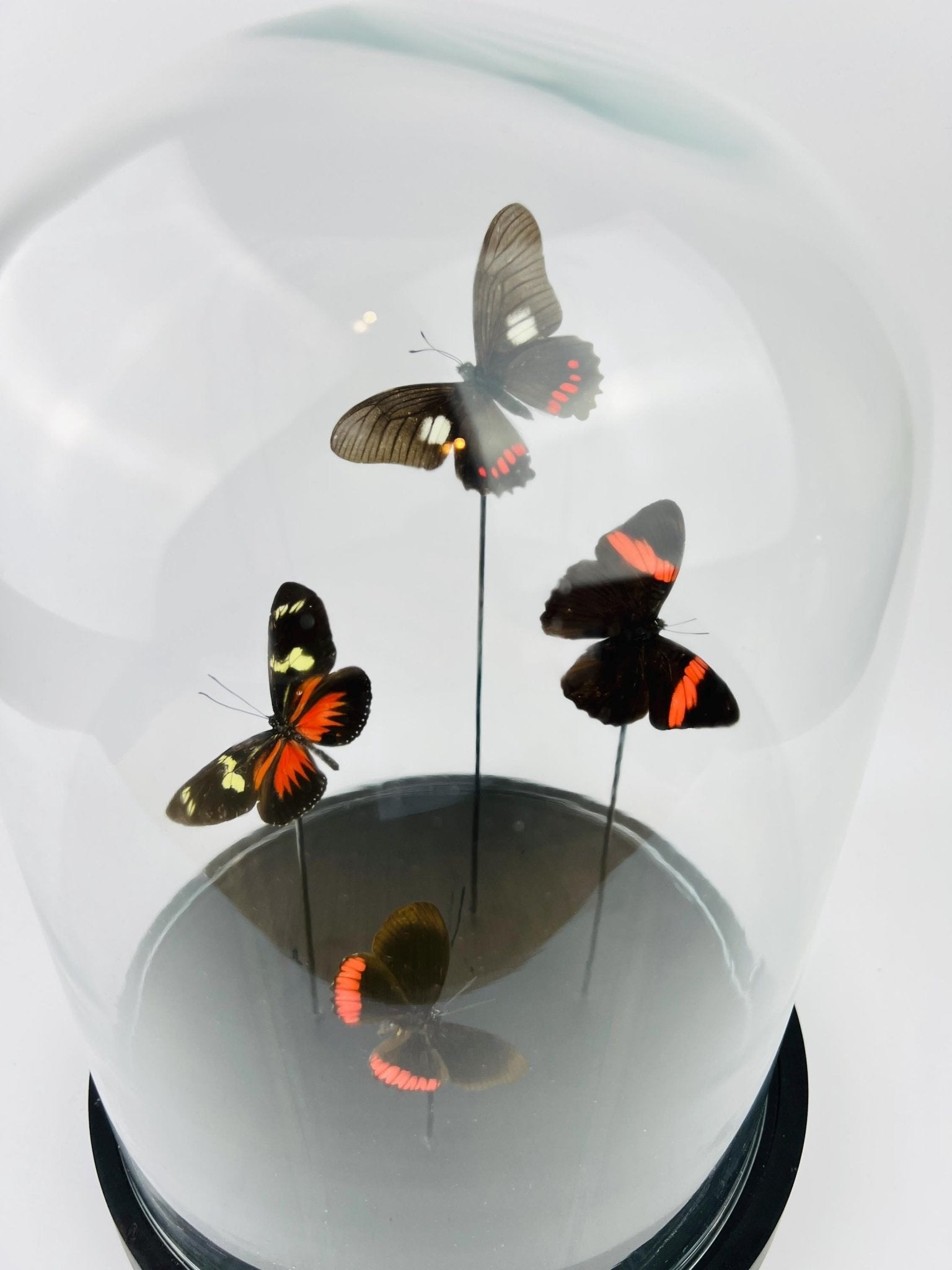 Mix vlinders in stolp by KEY LIME STORE