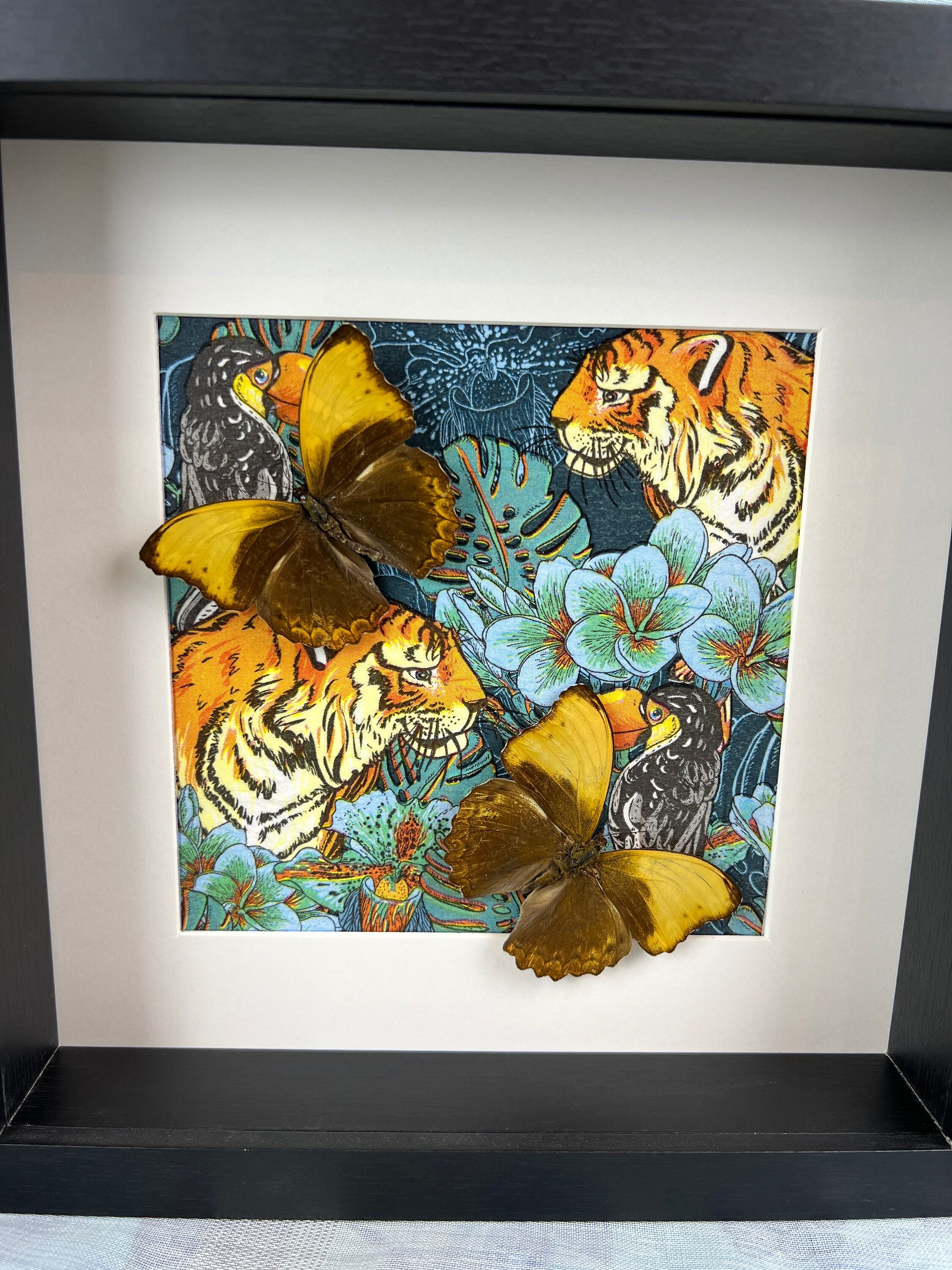 Cymothoe Haynac als Druck in einem Rahmen