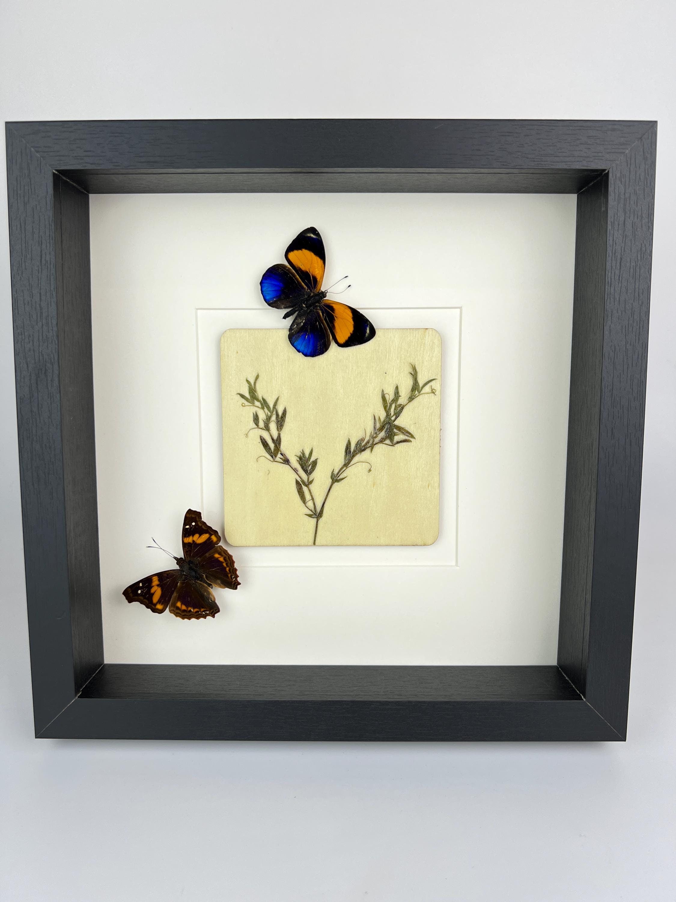 Asterope Markii en Doxocopa met droogbloemen in lijst