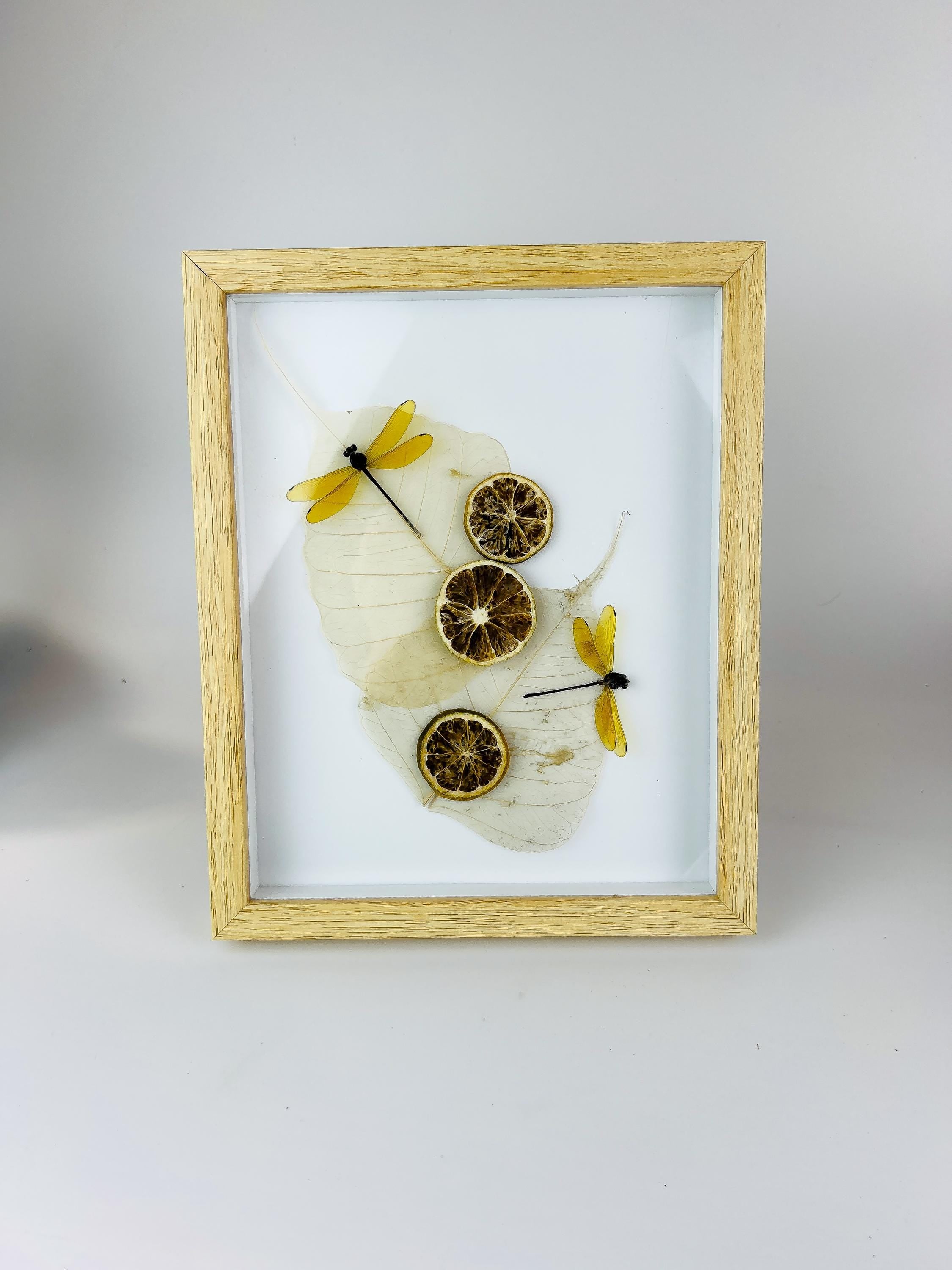 Libelle mit getrockneten Verzierungen in einem Rahmen