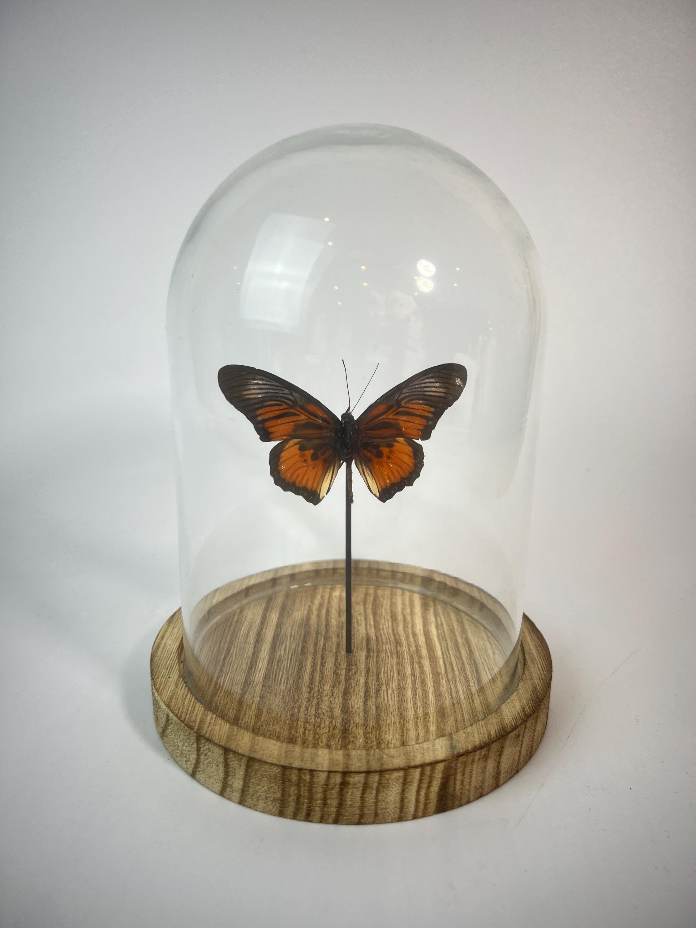 Echte vlinder | Dione Juno in stolp (17x13cm)