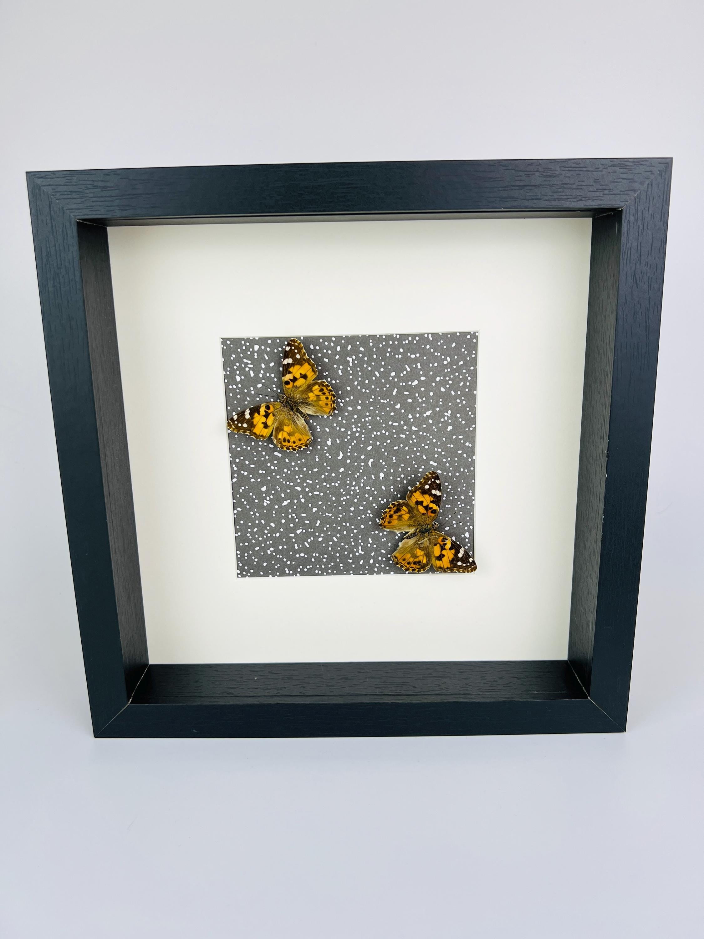 Vanessa Cardui op print in lijst